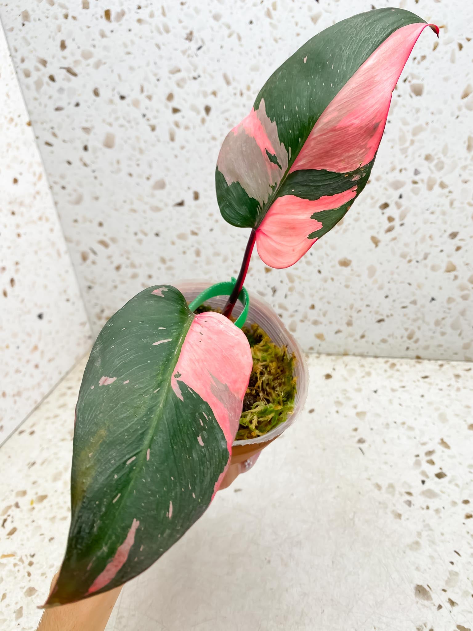 Philodendron Pink Princess Marble Galaxy 2 Leaves 2 Nodes Top Cutting Rooted