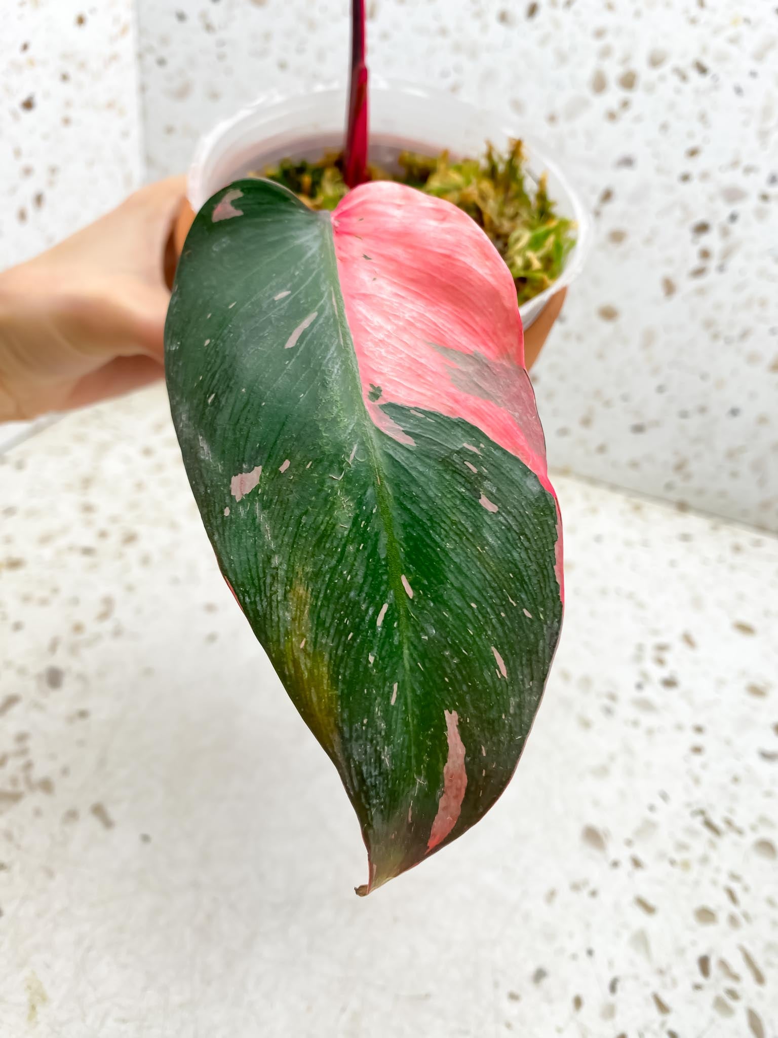 Philodendron Pink Princess Marble Galaxy 2 Leaves 2 Nodes Top Cutting Rooted