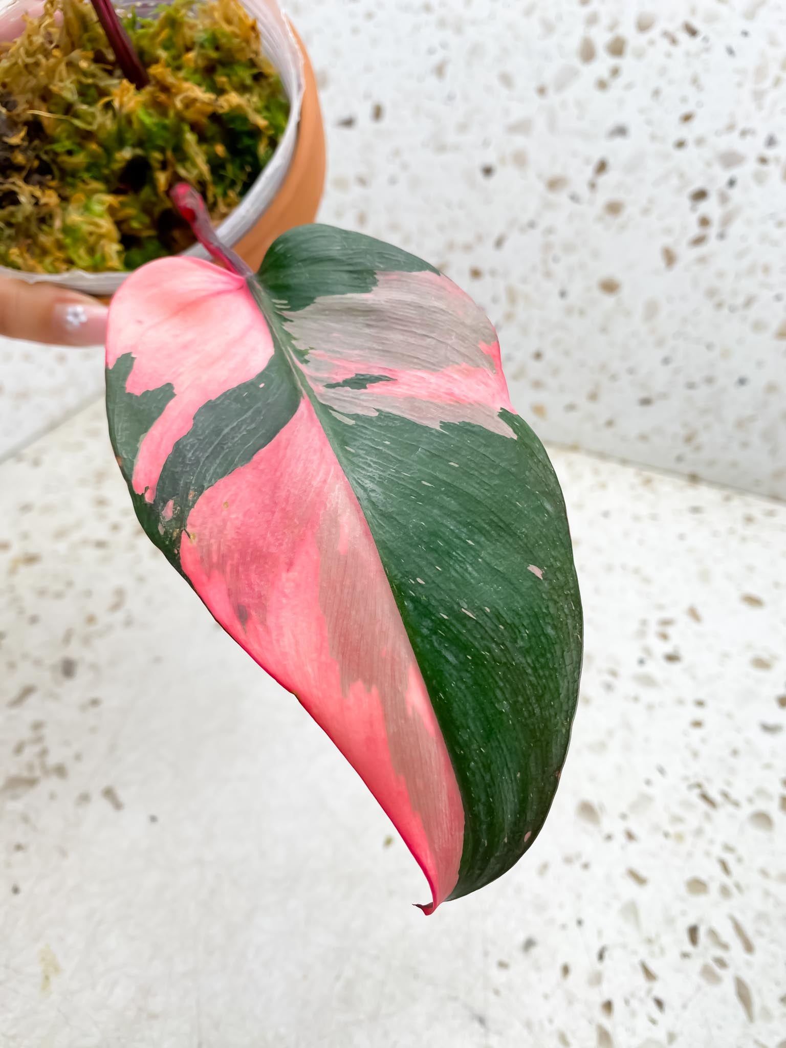 Philodendron Pink Princess Marble Galaxy 2 Leaves 2 Nodes Top Cutting Rooted