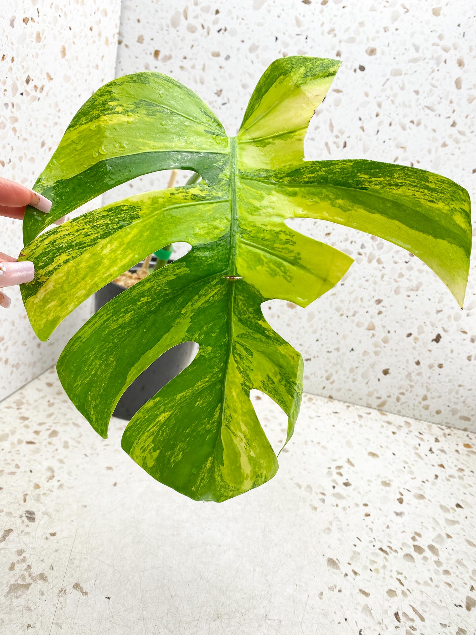 Monstera Aurea Tricolor 1 Leaf 1 Node Rooted