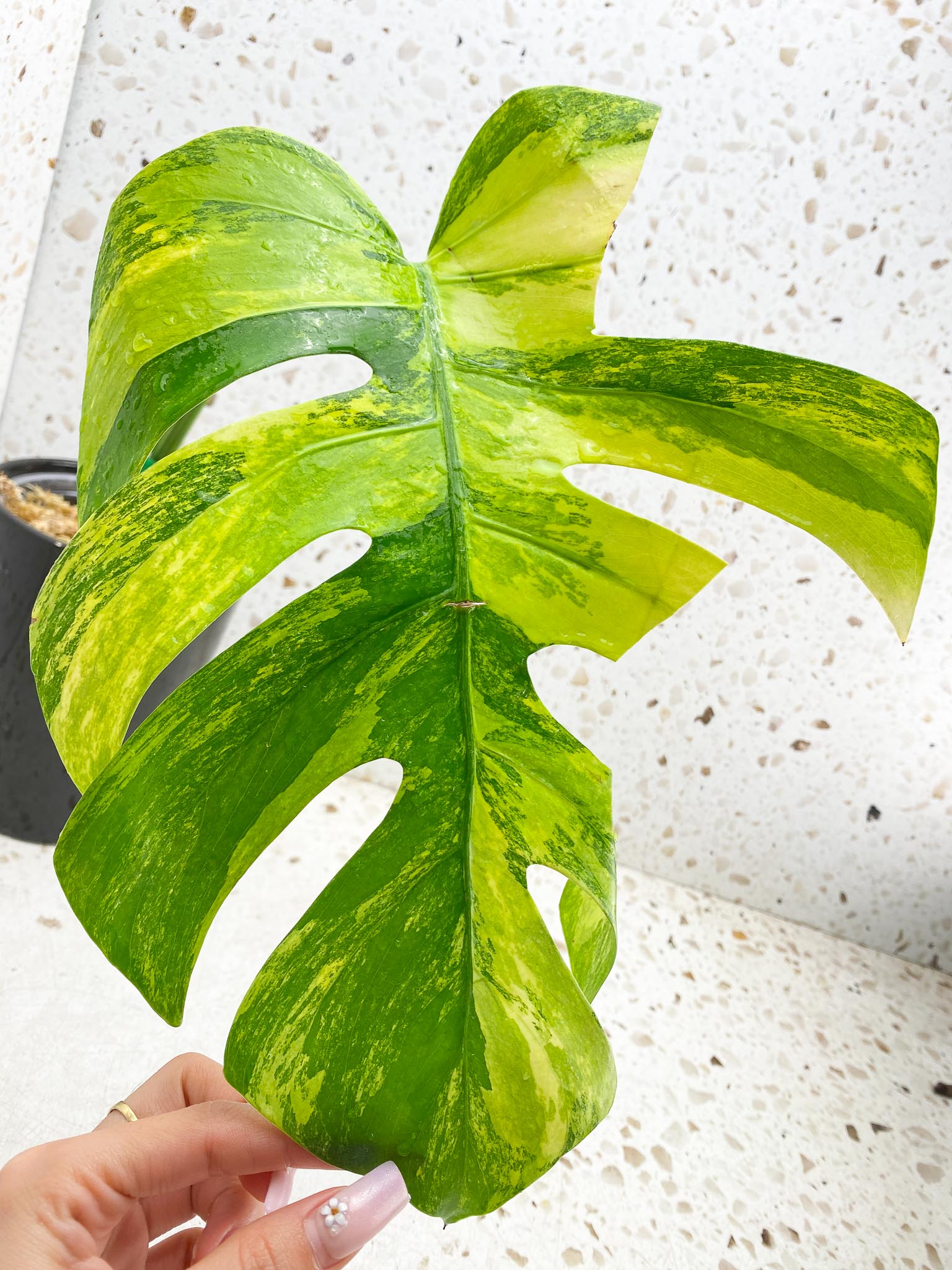 Monstera Aurea Tricolor 1 Leaf 1 Node Rooted
