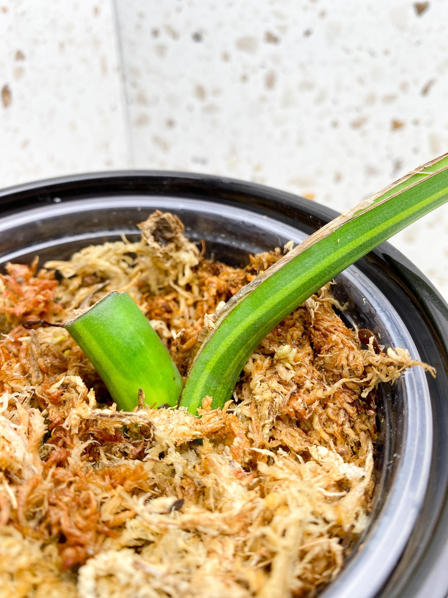 Monstera Aurea Tricolor 1 Leaf 1 Node Rooted