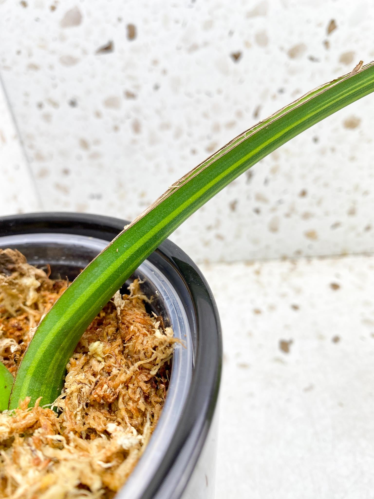Monstera Aurea Tricolor 1 Leaf 1 Node Rooted
