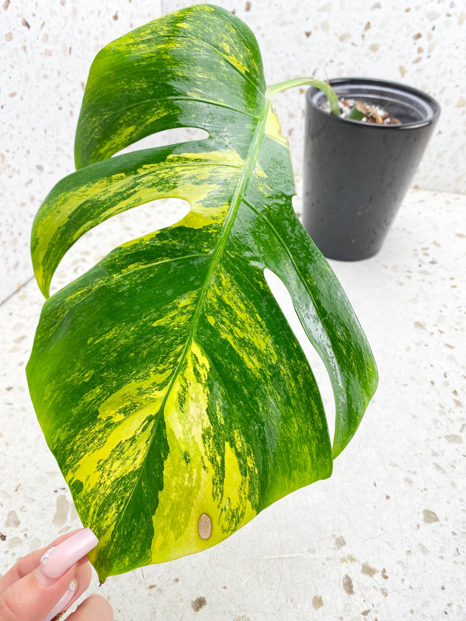 Monstera Aurea Tricolor 1 Leaf 1 Node Rooted