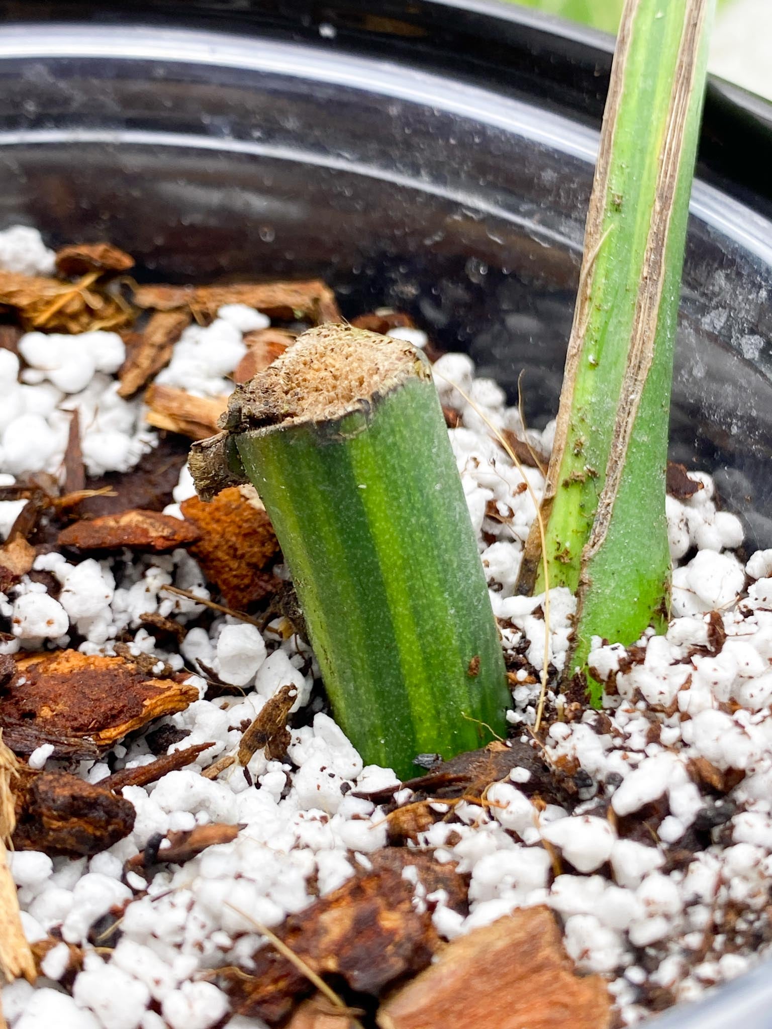 Monstera Aurea Tricolor 1 Leaf 1 Node Rooted