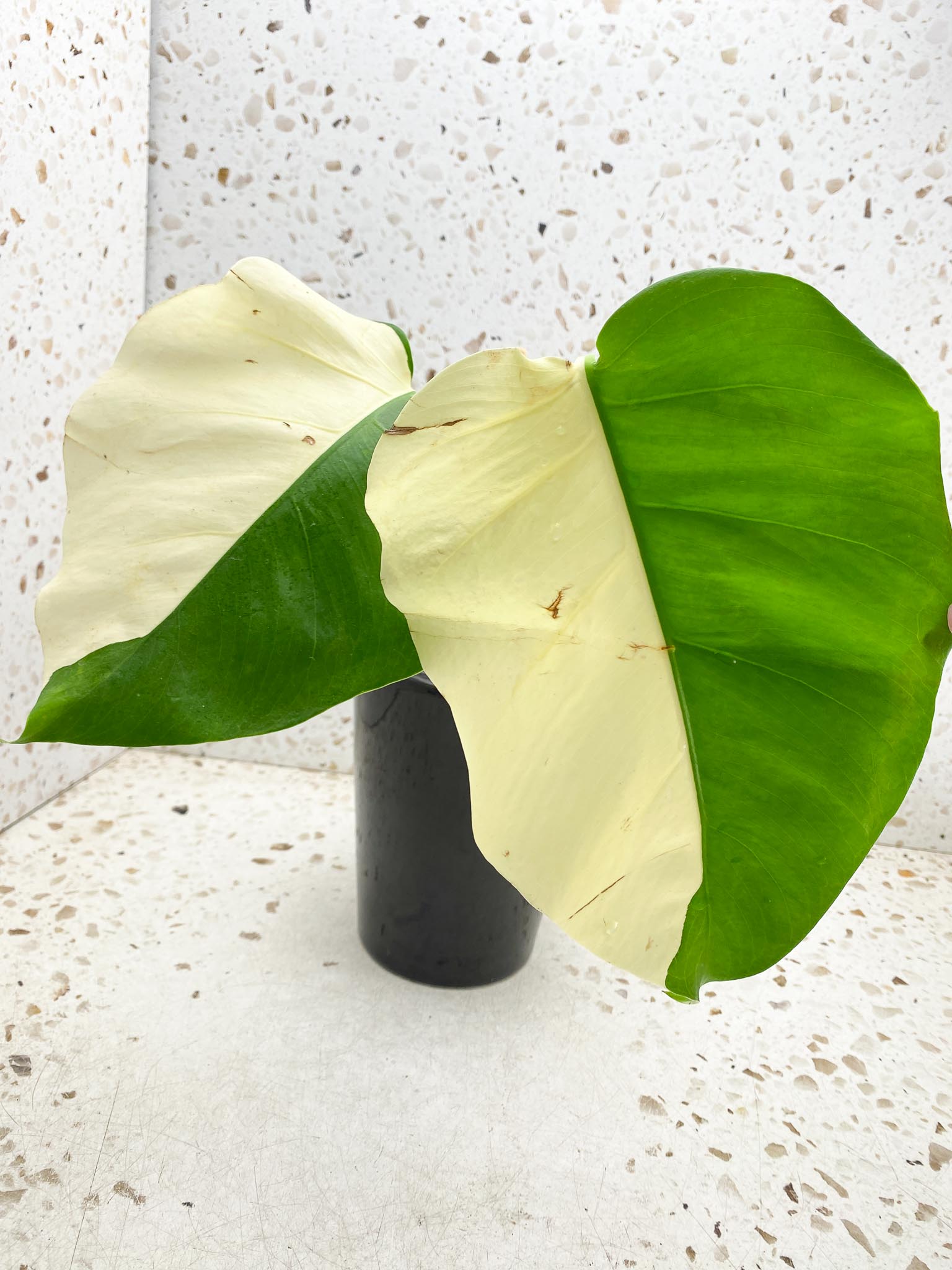 *Monstera albo Japanese White Tiger 2 Half Moon Leaves 2 Nodes 1 Sprout Top Cutting Rooted