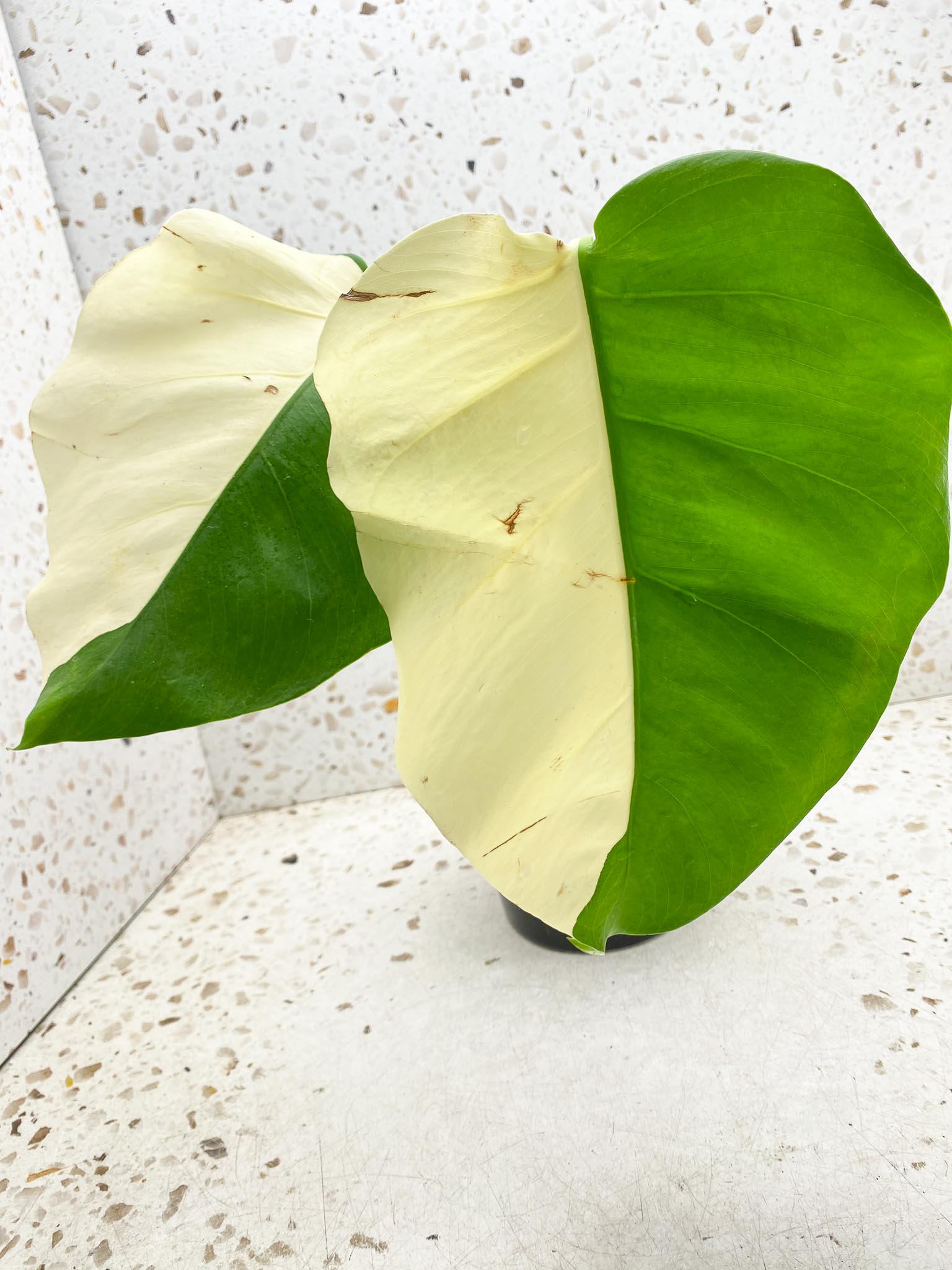 *Monstera albo Japanese White Tiger 2 Half Moon Leaves 2 Nodes 1 Sprout Top Cutting Rooted