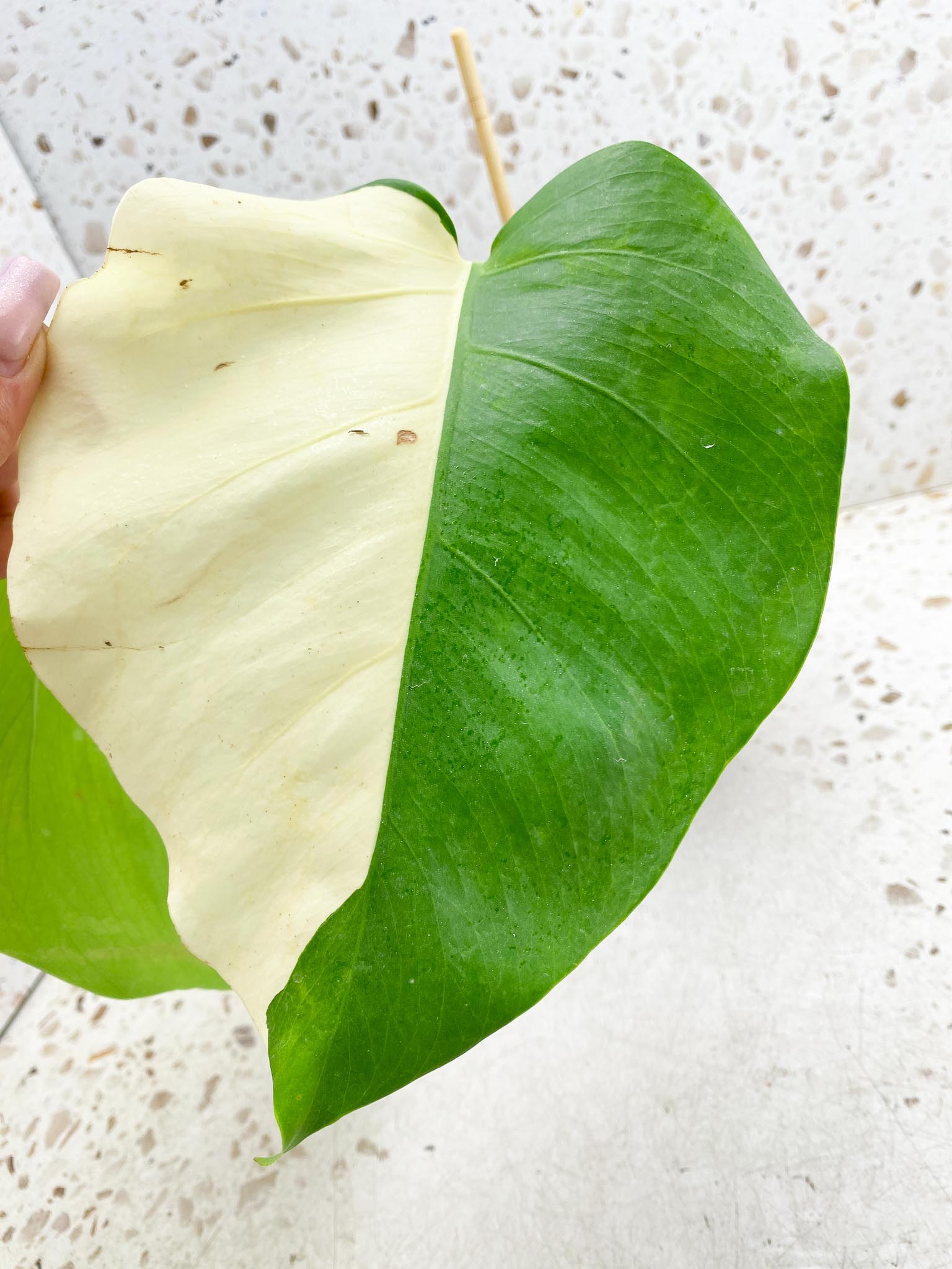 *Monstera albo Japanese White Tiger 2 Half Moon Leaves 2 Nodes 1 Sprout Top Cutting Rooted