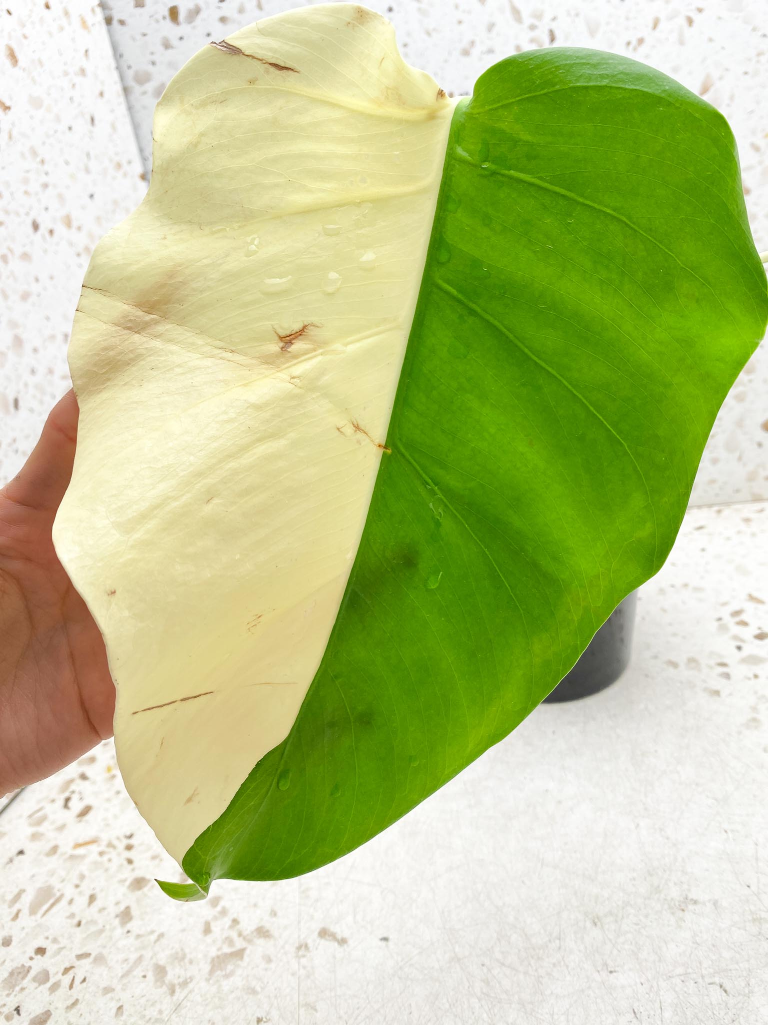 *Monstera albo Japanese White Tiger 2 Half Moon Leaves 2 Nodes 1 Sprout Top Cutting Rooted