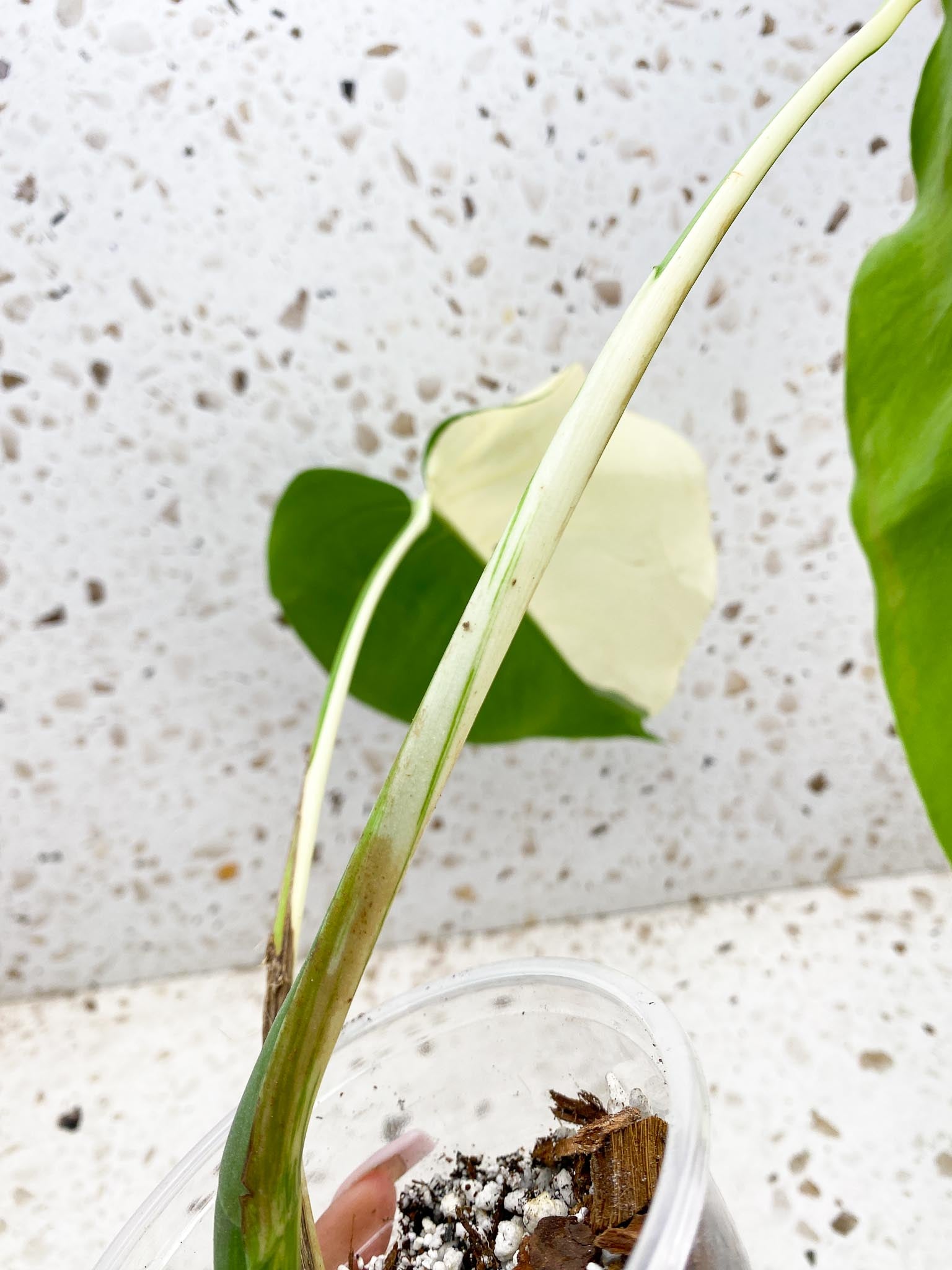 *Monstera albo Japanese White Tiger 2 Half Moon Leaves 2 Nodes 1 Sprout Top Cutting Rooted