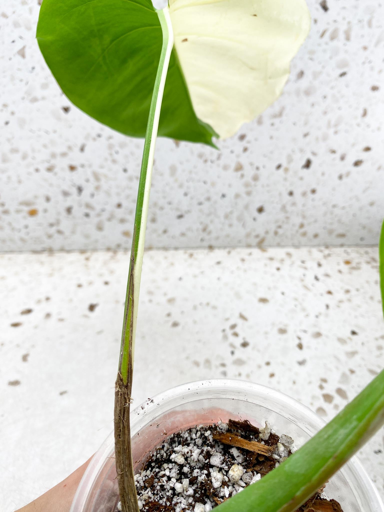 *Monstera albo Japanese White Tiger 2 Half Moon Leaves 2 Nodes 1 Sprout Top Cutting Rooted