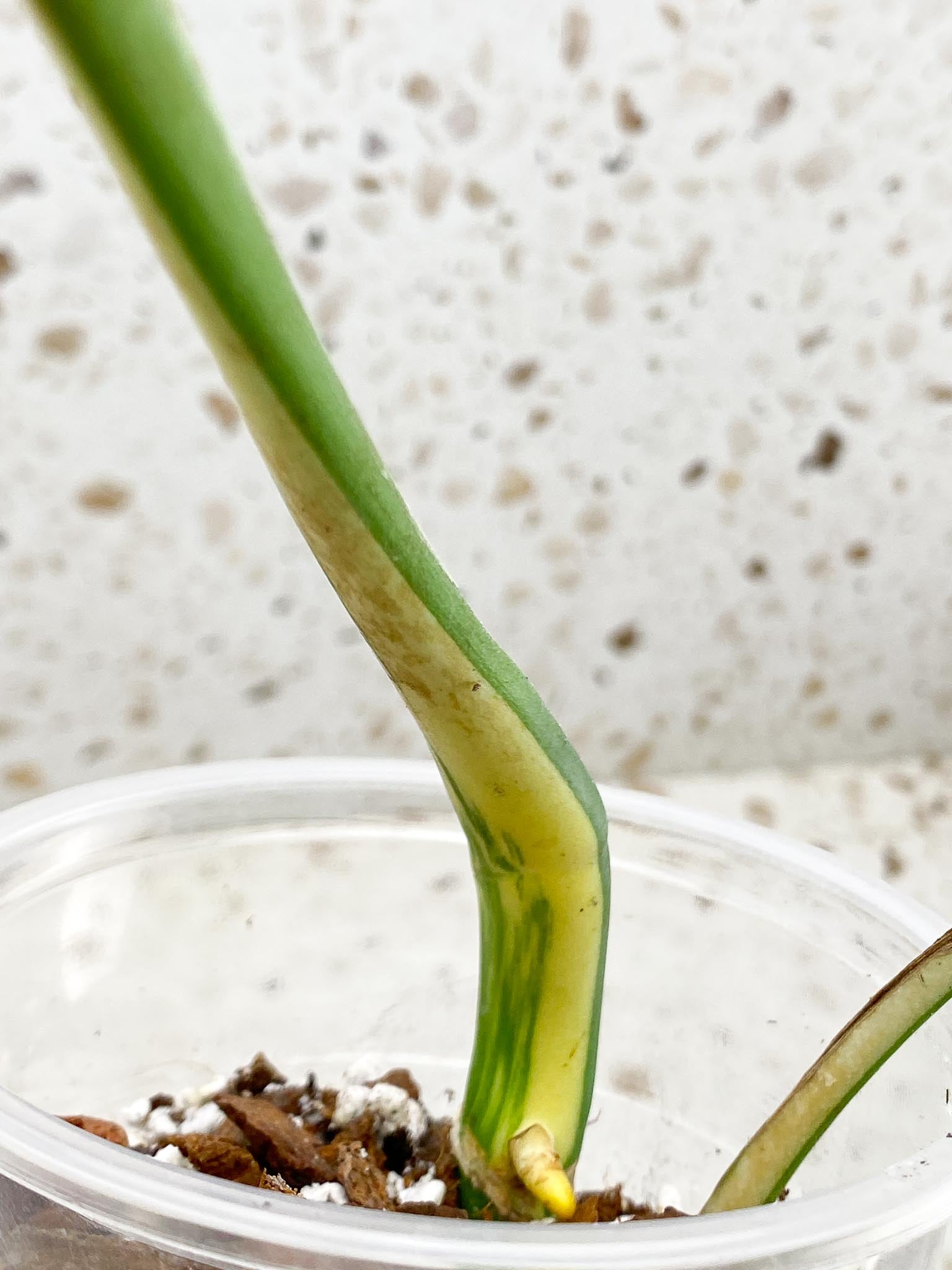 *Monstera albo Japanese White Tiger 2 Half Moon Leaves 2 Nodes 1 Sprout Top Cutting Rooted