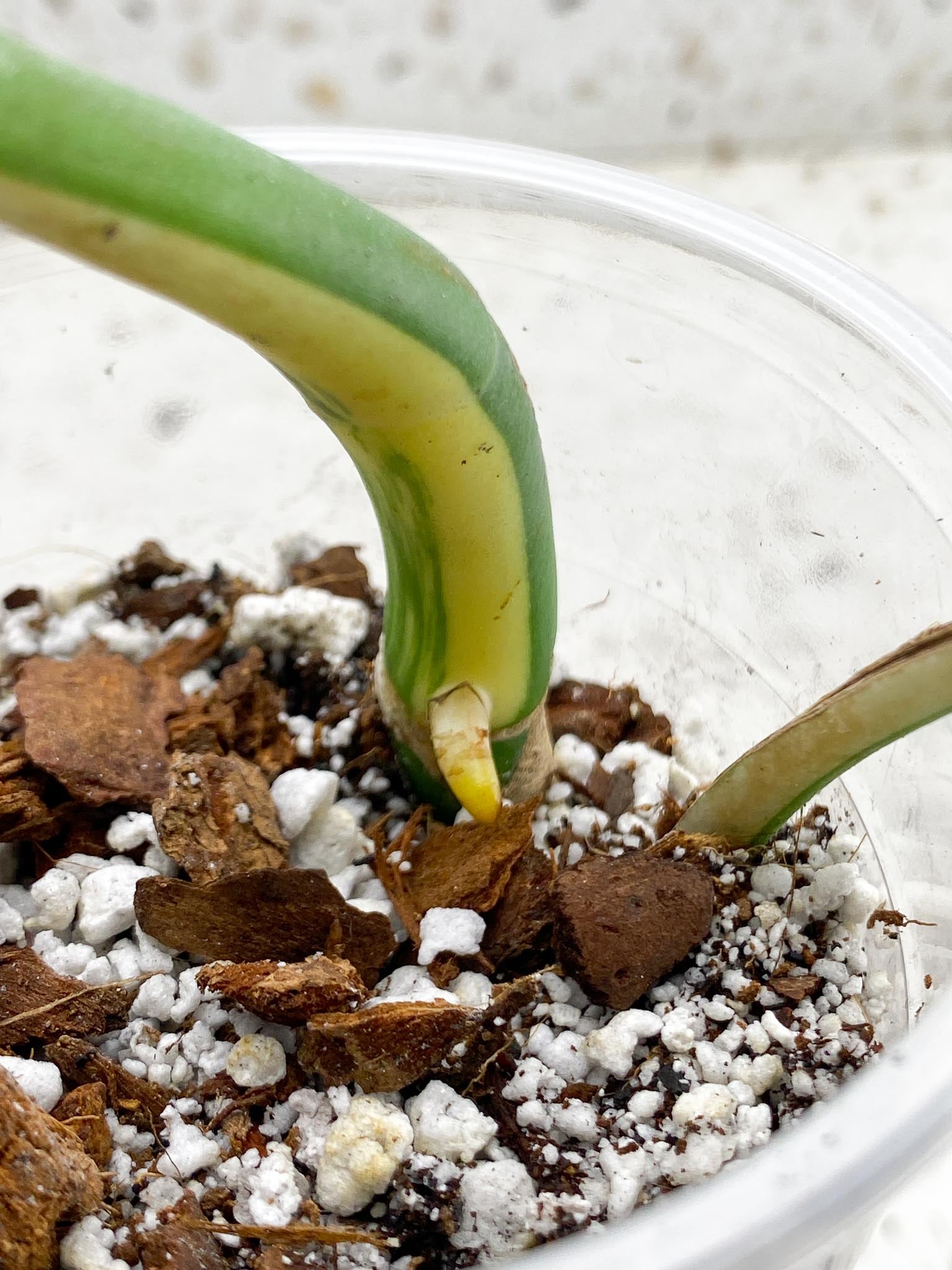 *Monstera albo Japanese White Tiger 2 Half Moon Leaves 2 Nodes 1 Sprout Top Cutting Rooted