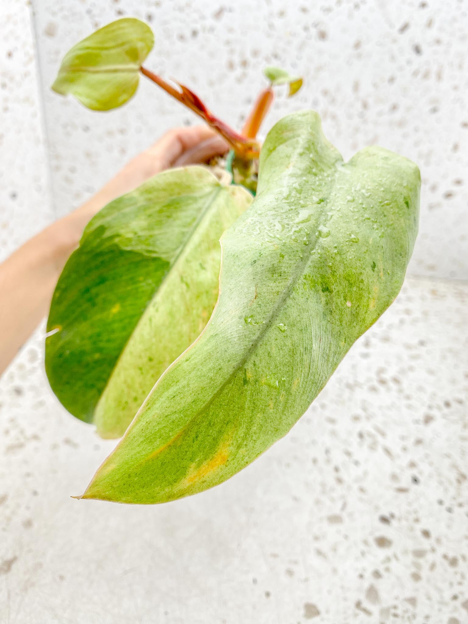 Philodendron Whipple Way A++ (US Clone) 5 Leaves Multiple Nodes 1 Sprout Rooted