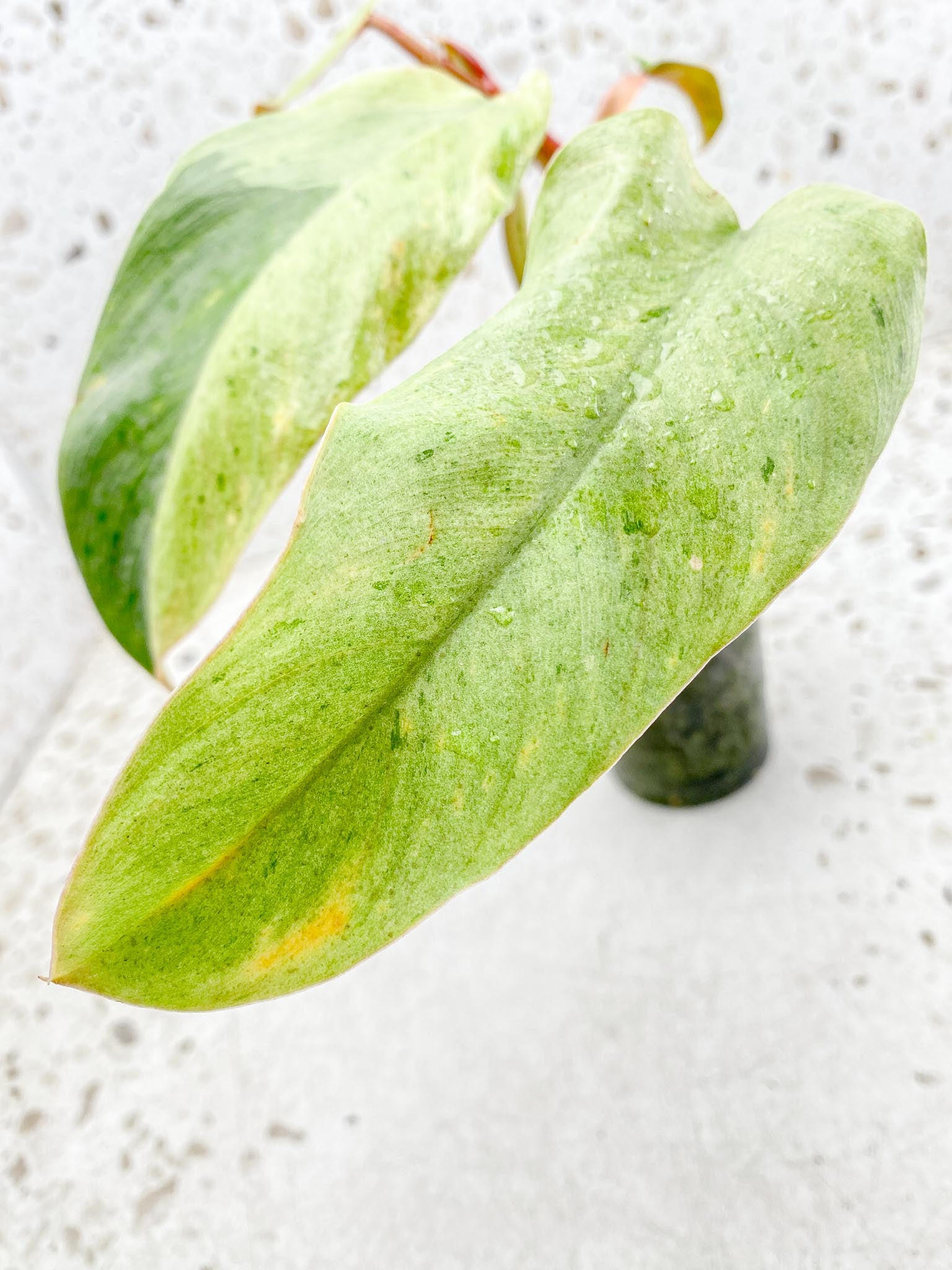Philodendron Whipple Way A++ (US Clone) 5 Leaves Multiple Nodes 1 Sprout Rooted