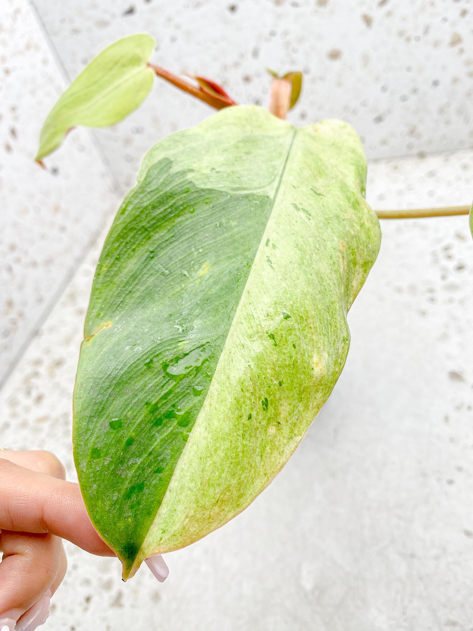 Philodendron Whipple Way A++ (US Clone) 5 Leaves Multiple Nodes 1 Sprout Rooted