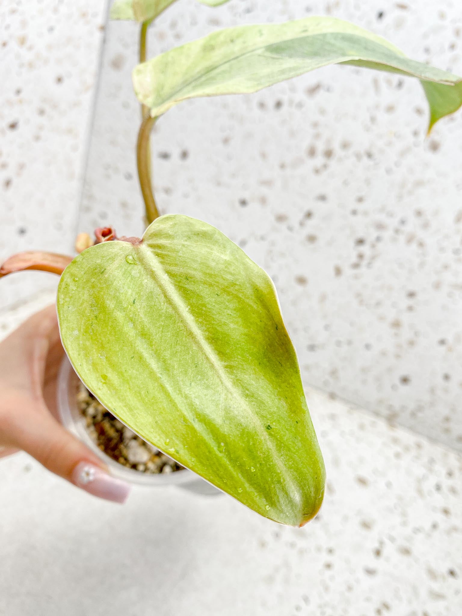Philodendron Whipple Way A++ (US Clone) 5 Leaves Multiple Nodes 1 Sprout Rooted