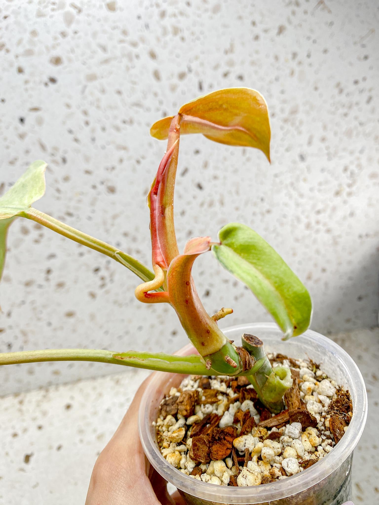 Philodendron Whipple Way A++ (US Clone) 5 Leaves Multiple Nodes 1 Sprout Rooted