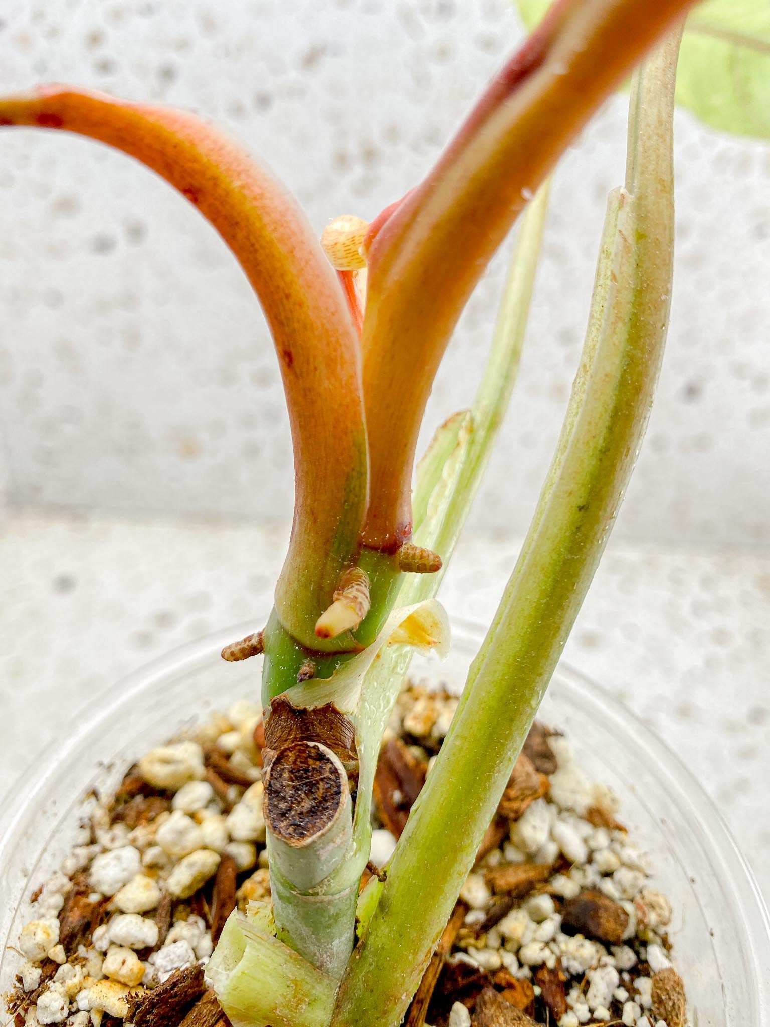 Philodendron Whipple Way A++ (US Clone) 5 Leaves Multiple Nodes 1 Sprout Rooted