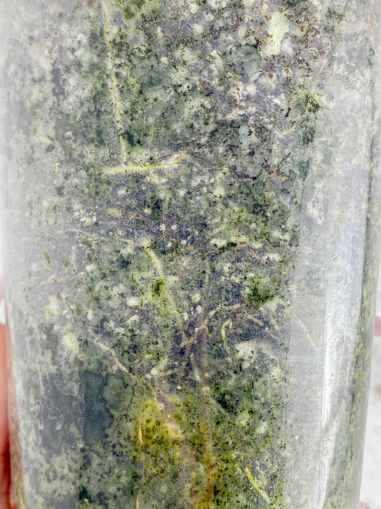 Philodendron Whipple Way A++ (US Clone) 5 Leaves Multiple Nodes 1 Sprout Rooted