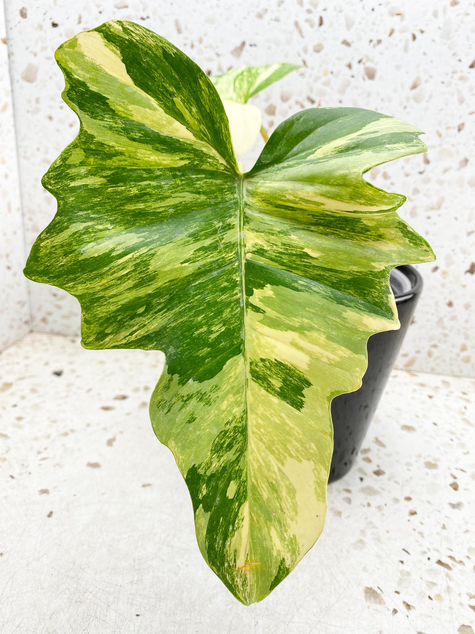 Philodendron Florida beauty X Mayoi 4 Leaves 5 Nodes 1 Sprout Rooted