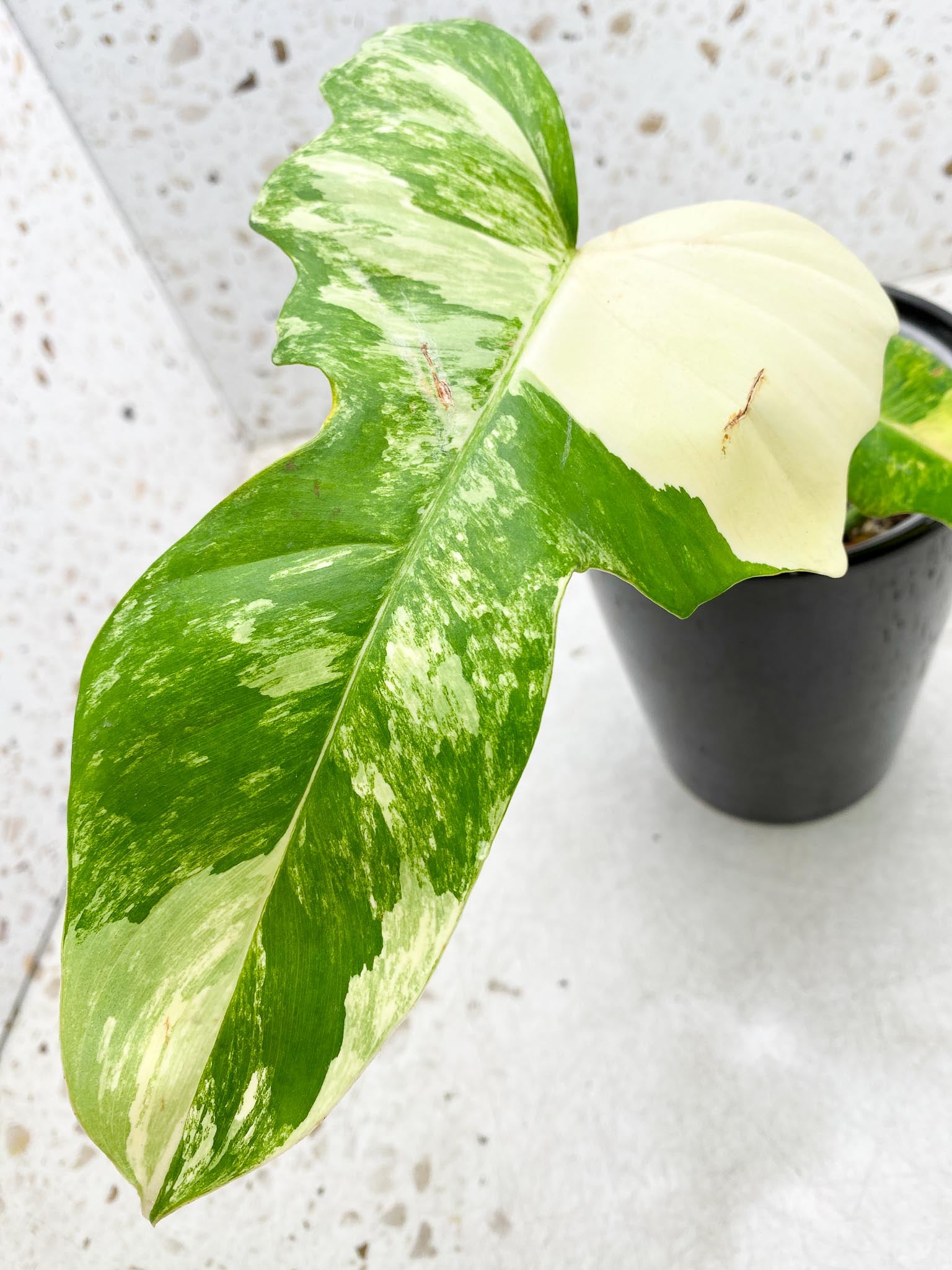 Philodendron Florida beauty X Mayoi 4 Leaves 5 Nodes 1 Sprout Rooted