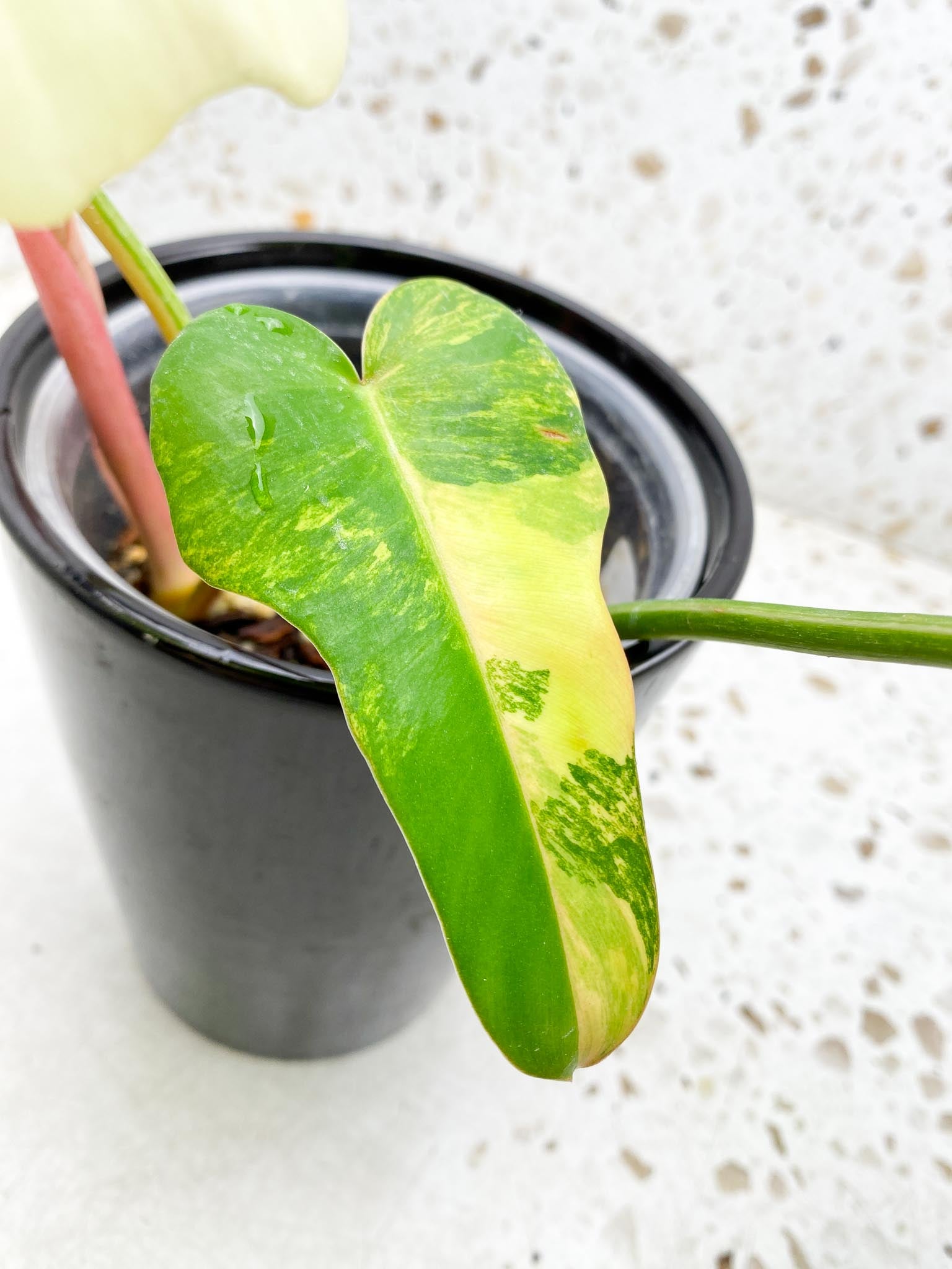 Philodendron Florida beauty X Mayoi 4 Leaves 5 Nodes 1 Sprout Rooted