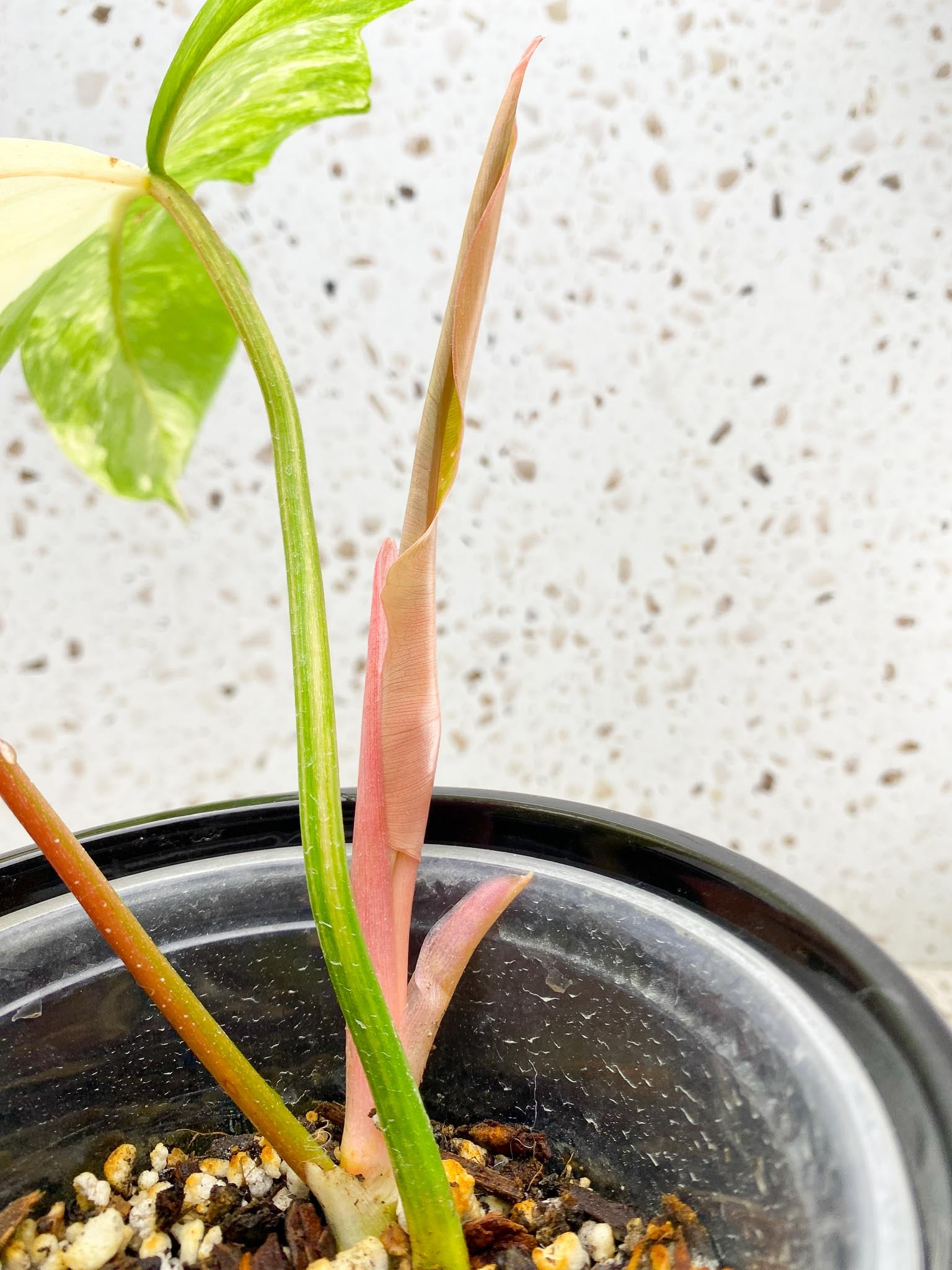 Philodendron Florida beauty X Mayoi 4 Leaves 5 Nodes 1 Sprout Rooted