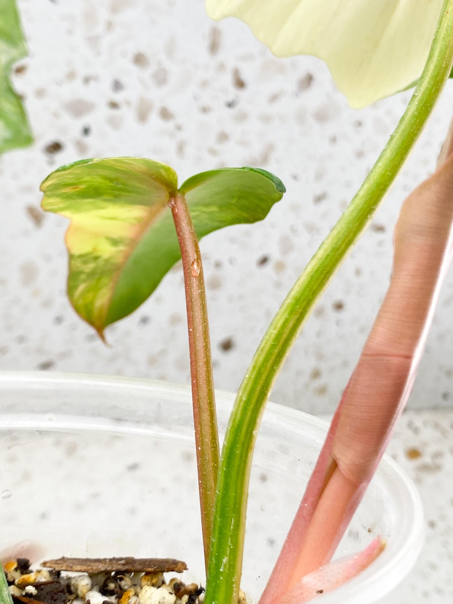 Philodendron Florida beauty X Mayoi 4 Leaves 5 Nodes 1 Sprout Rooted