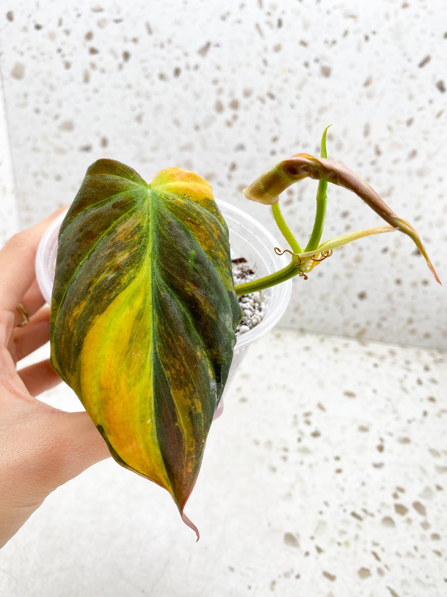 Philodendron Micans Variegated 2 Leaves 3 Nodes 1 Sprout