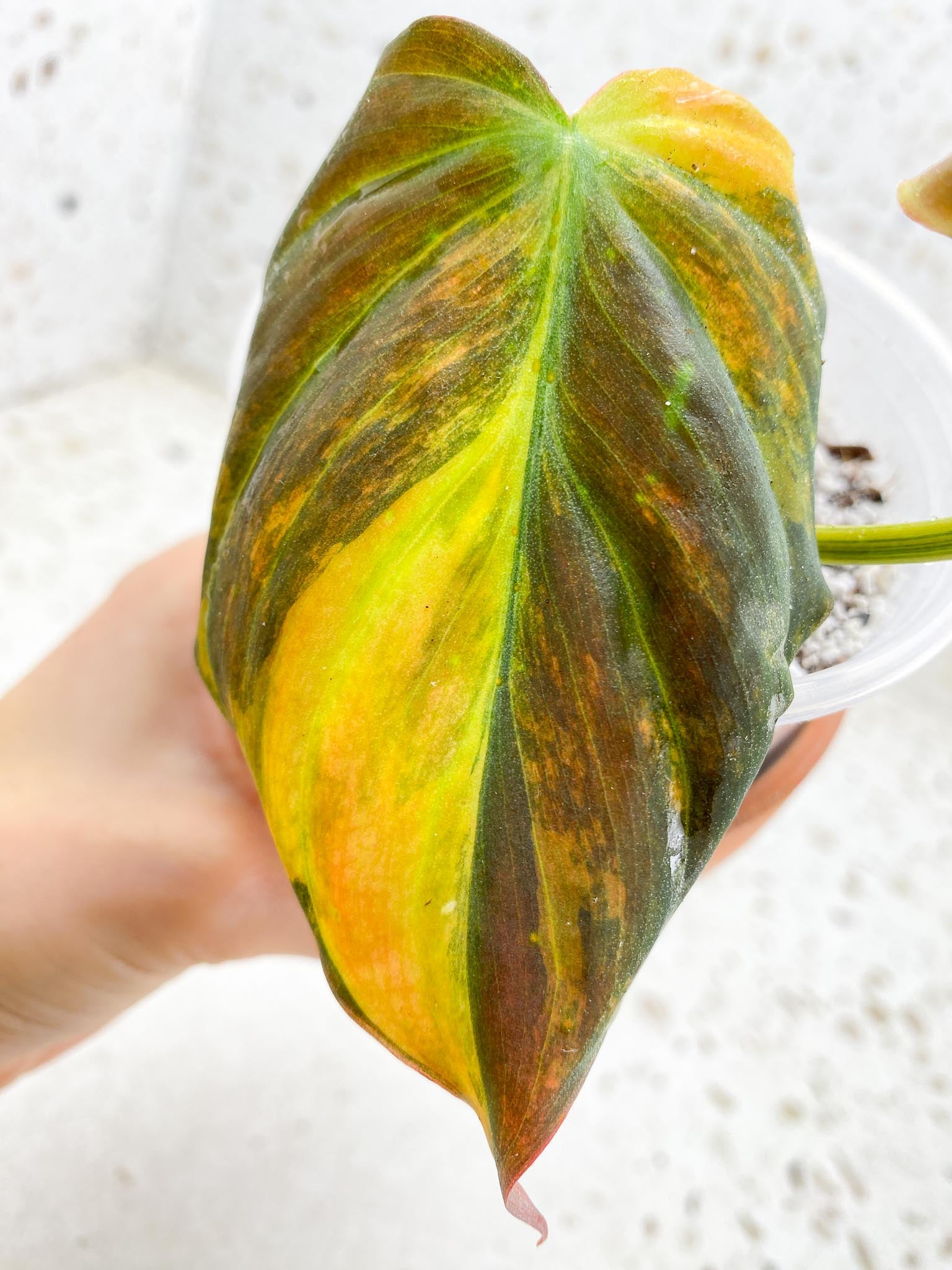 Philodendron Micans Variegated 2 Leaves 3 Nodes 1 Sprout