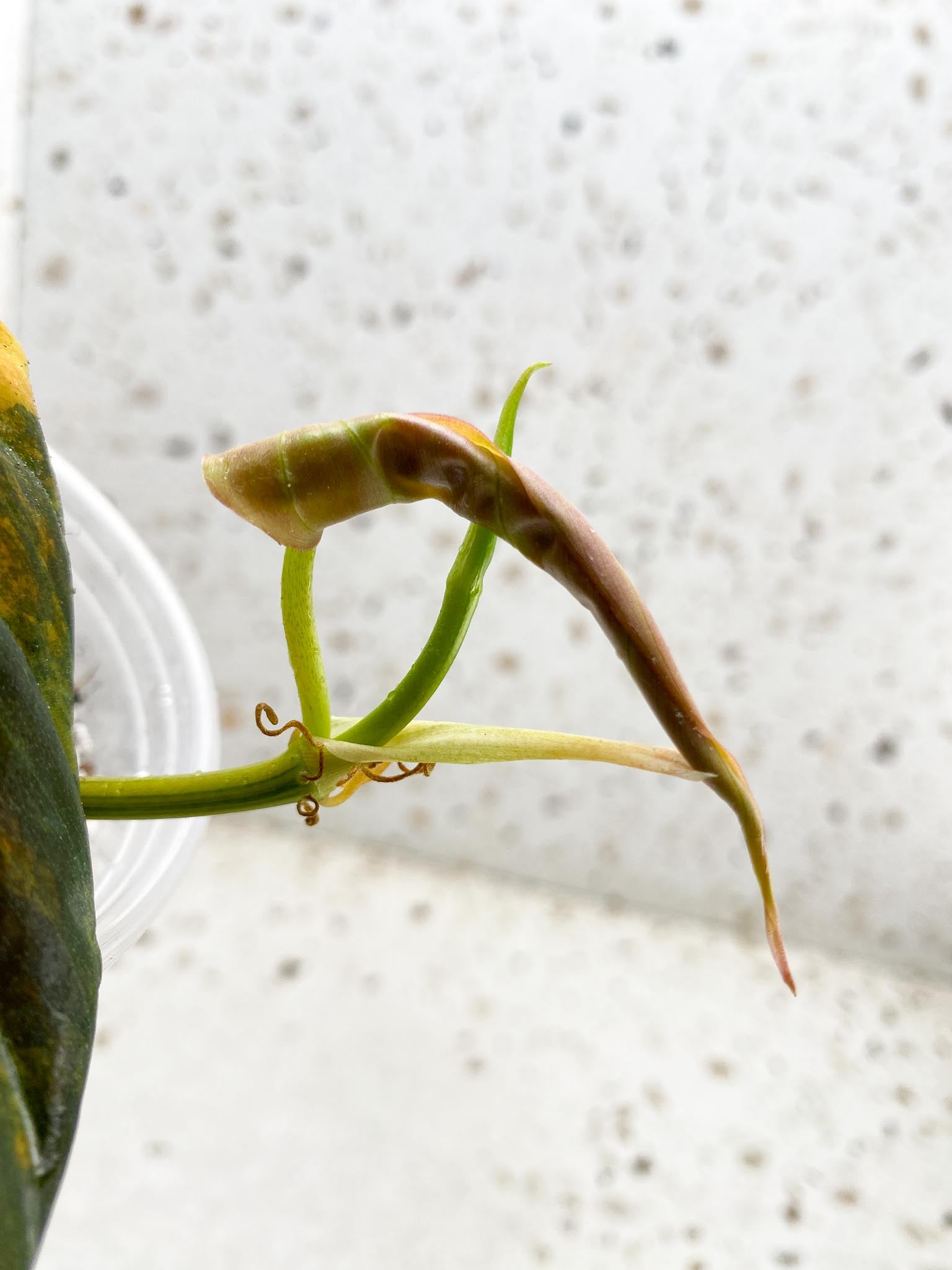 Philodendron Micans Variegated 2 Leaves 3 Nodes 1 Sprout