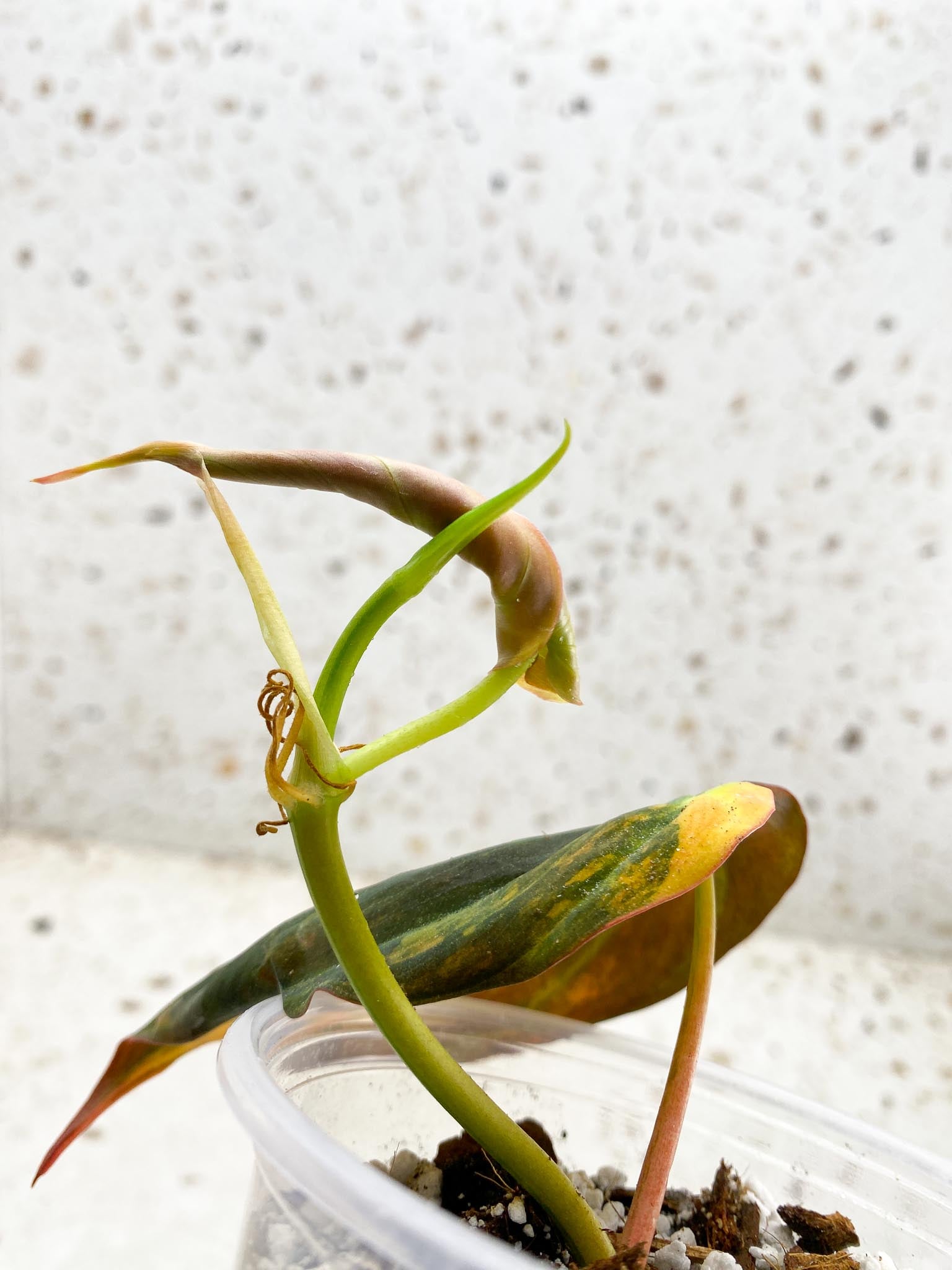 Philodendron Micans Variegated 2 Leaves 3 Nodes 1 Sprout