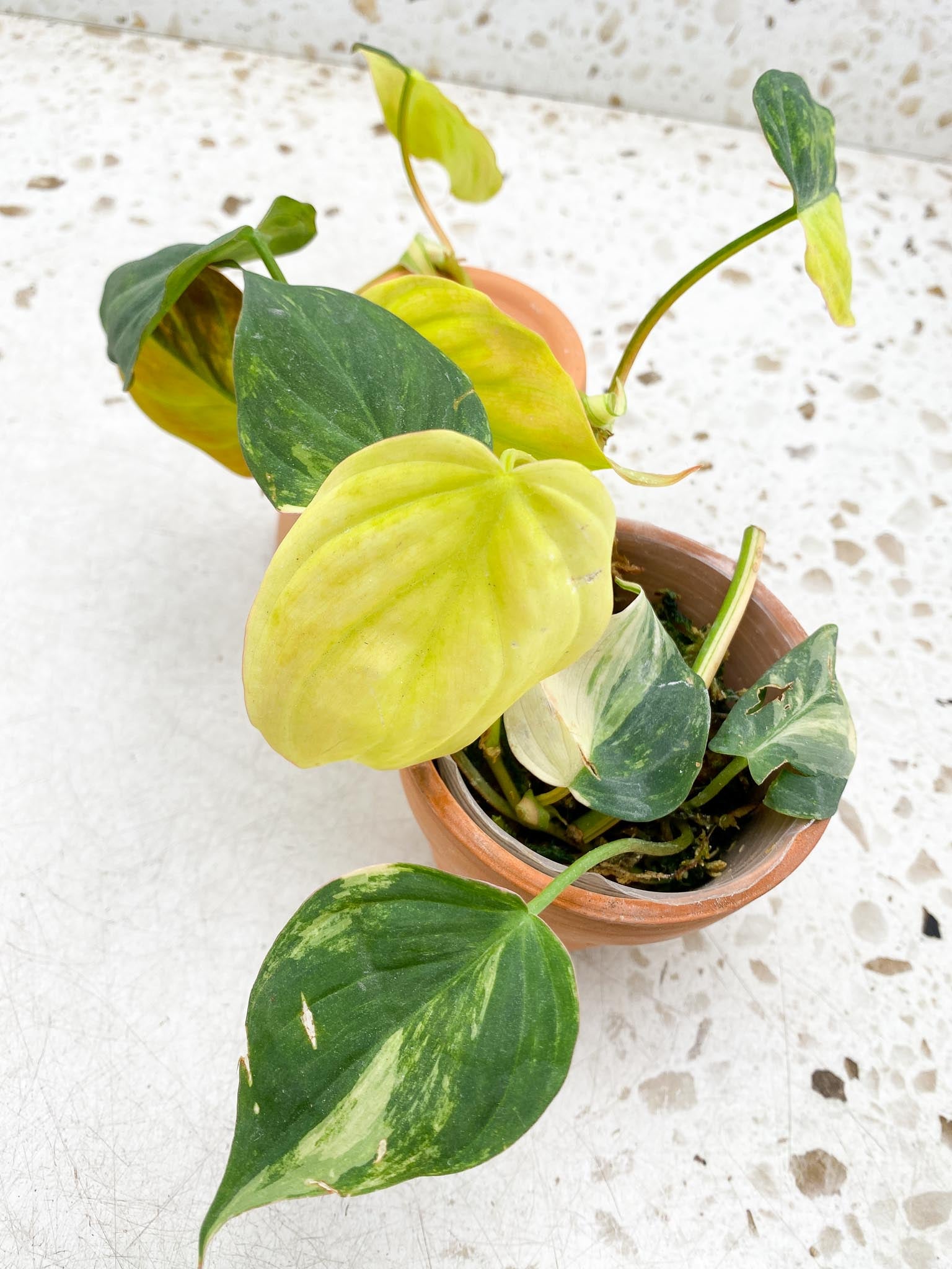 Philodendron Micans Variegated Multiple Leaves Multiple Nodes Rooted