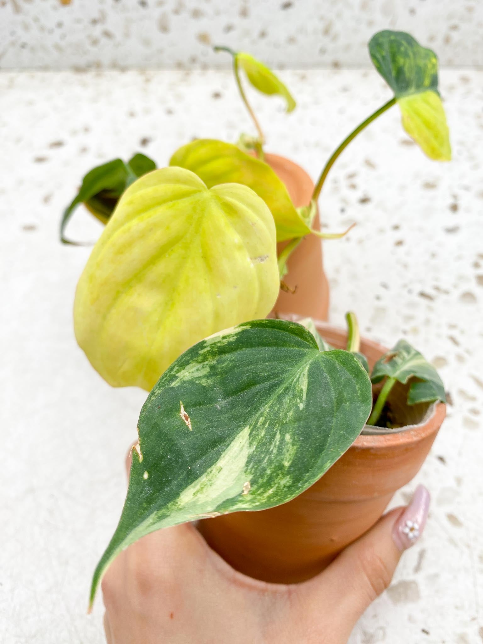 Philodendron Micans Variegated Multiple Leaves Multiple Nodes Rooted