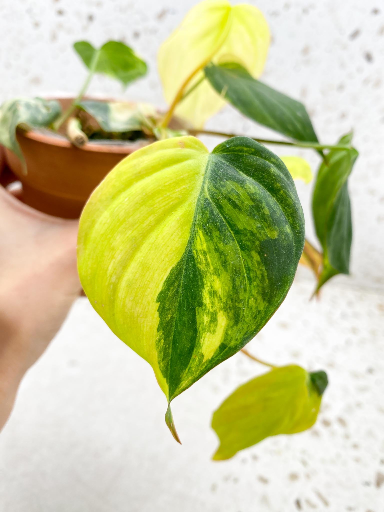 Philodendron Micans Variegated Multiple Leaves Multiple Nodes Rooted