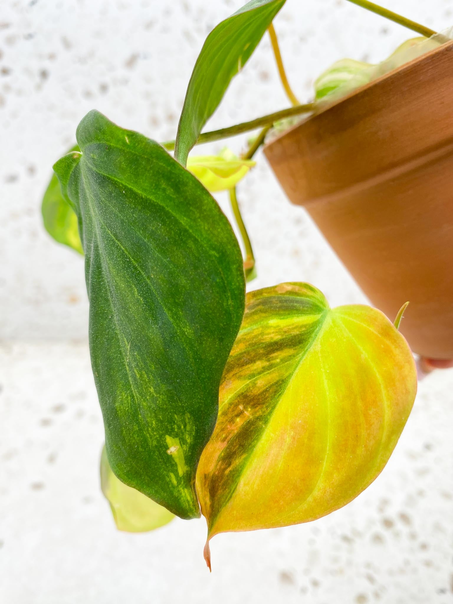 Philodendron Micans Variegated Multiple Leaves Multiple Nodes Rooted