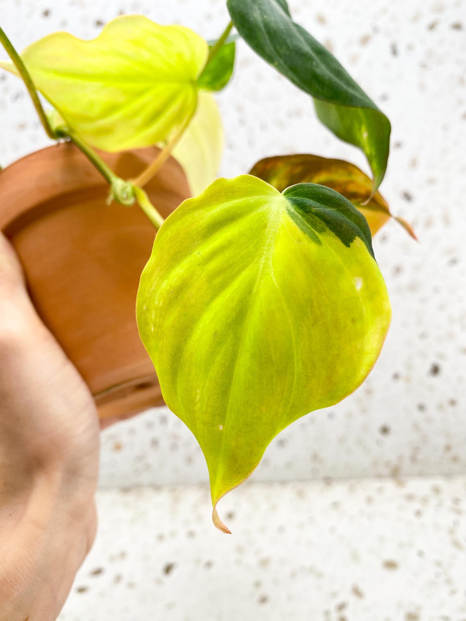 Philodendron Micans Variegated Multiple Leaves Multiple Nodes Rooted