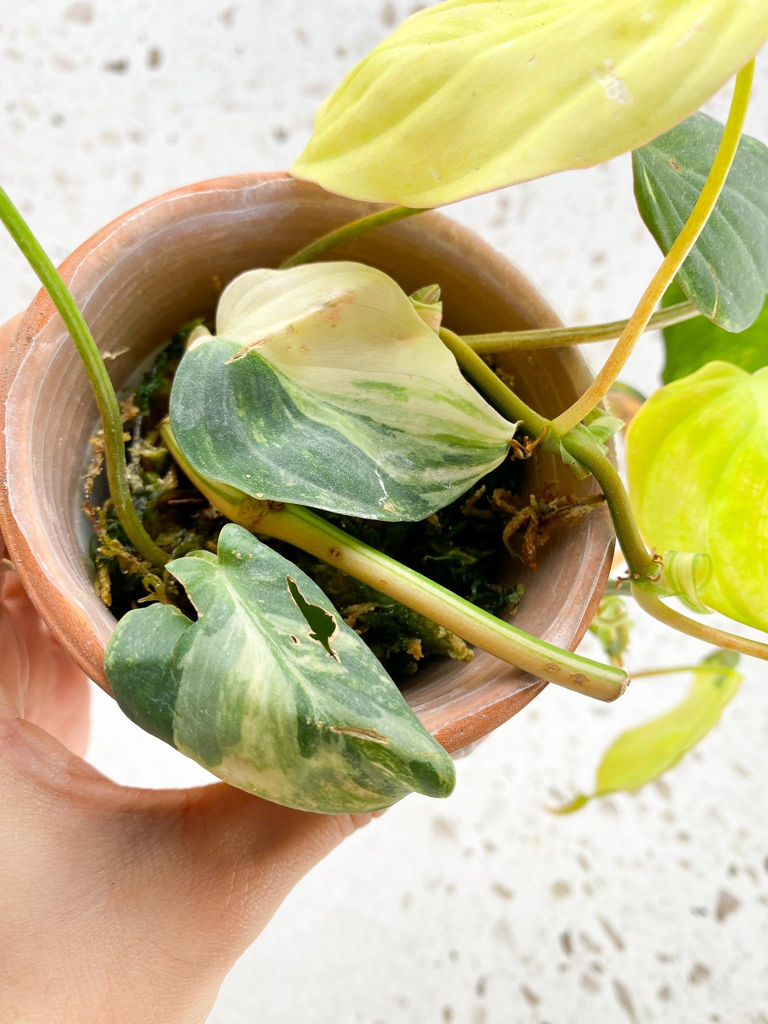 Philodendron Micans Variegated Multiple Leaves Multiple Nodes Rooted