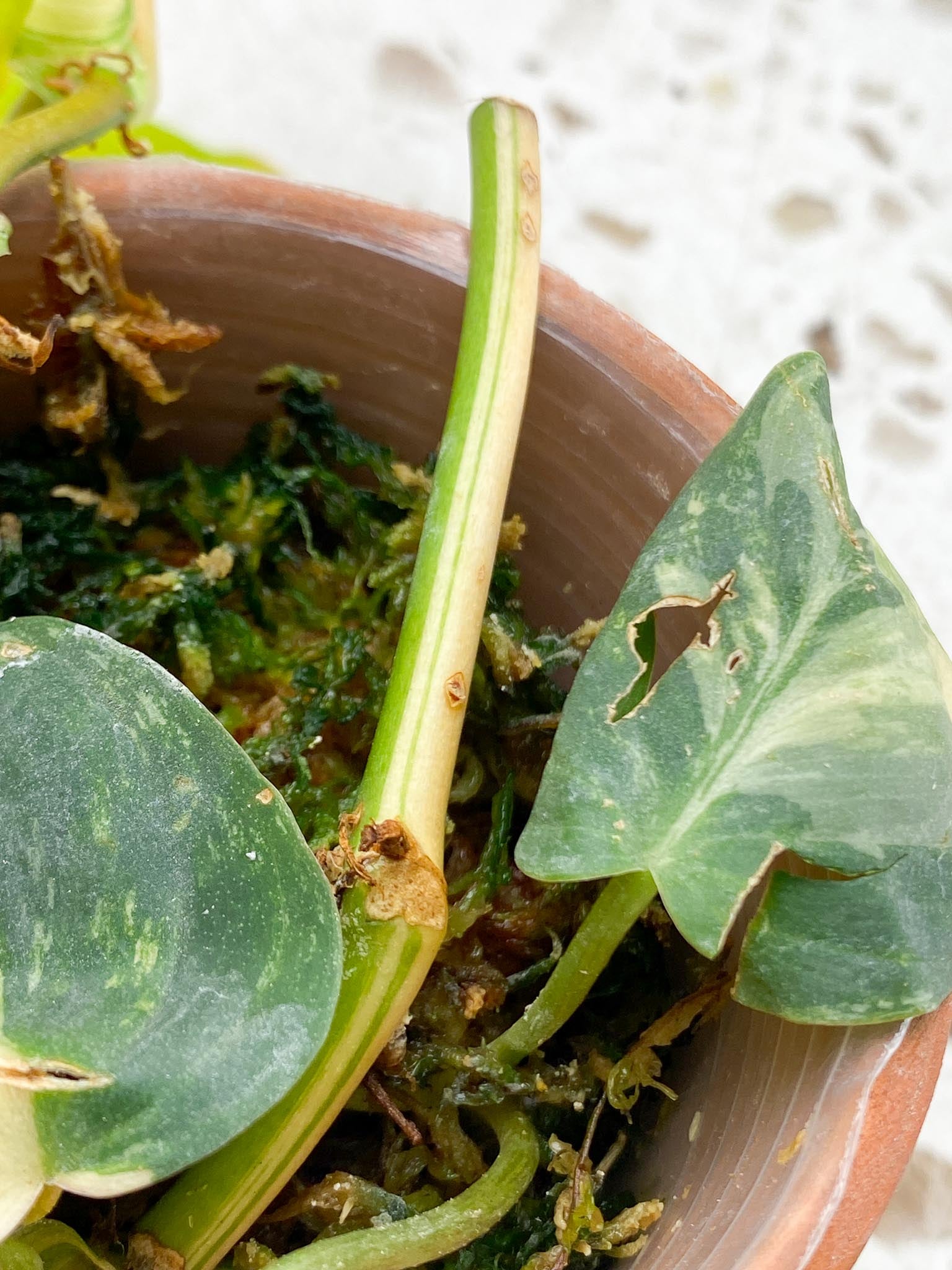 Philodendron Micans Variegated Multiple Leaves Multiple Nodes Rooted