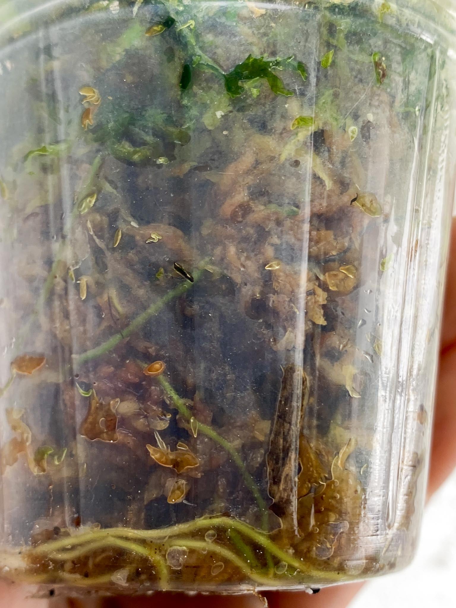 Philodendron Micans Variegated Multiple Leaves Multiple Nodes Rooted
