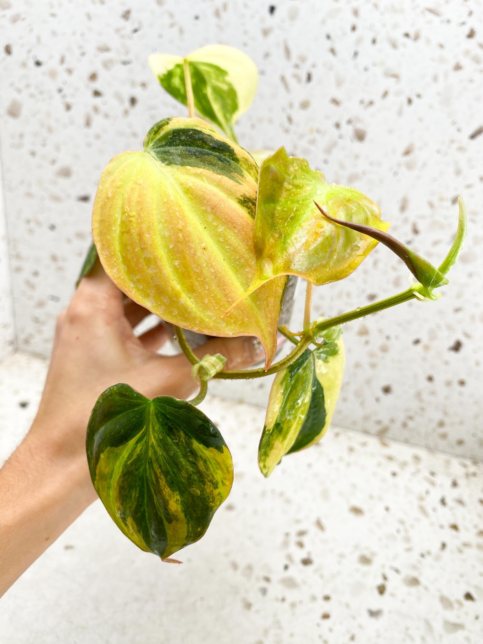 Philodendron Micans Variegated Multiple Leaves Multiple Nodes 1 Sprout Rooted