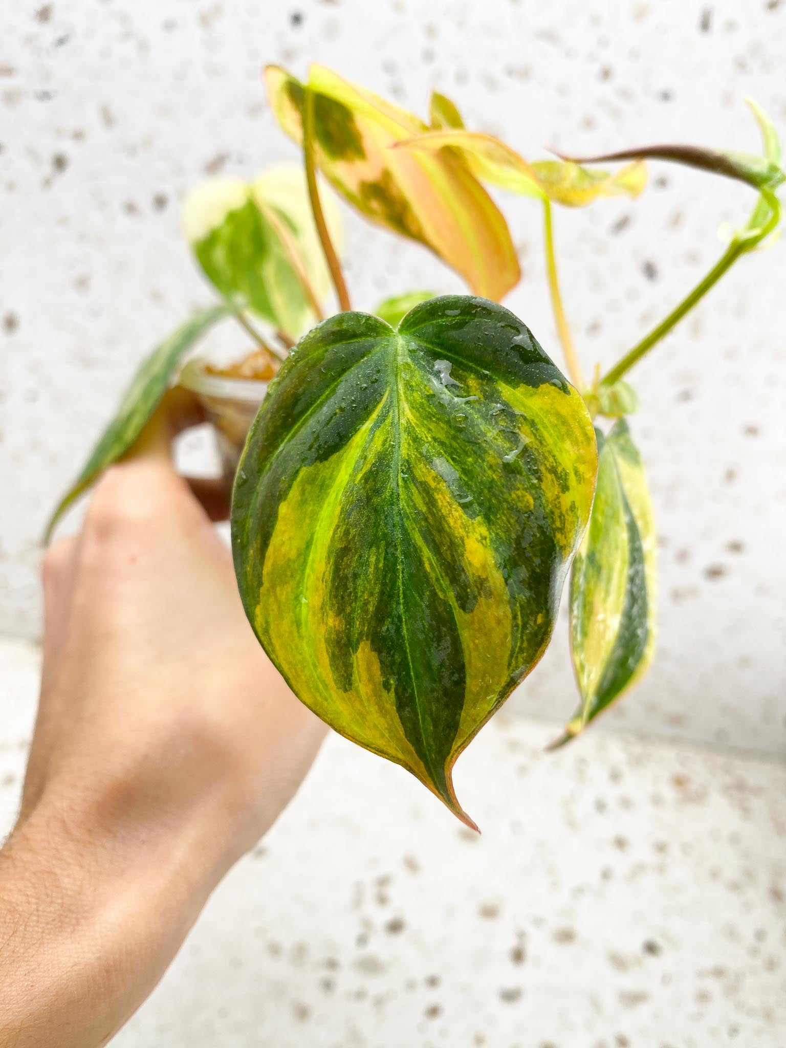 Philodendron Micans Variegated Multiple Leaves Multiple Nodes 1 Sprout Rooted