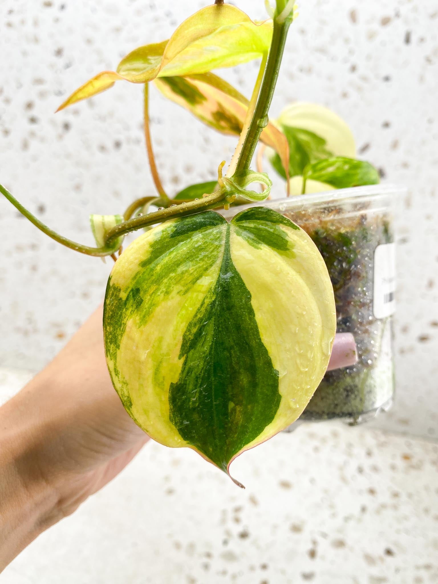 Philodendron Micans Variegated Multiple Leaves Multiple Nodes 1 Sprout Rooted