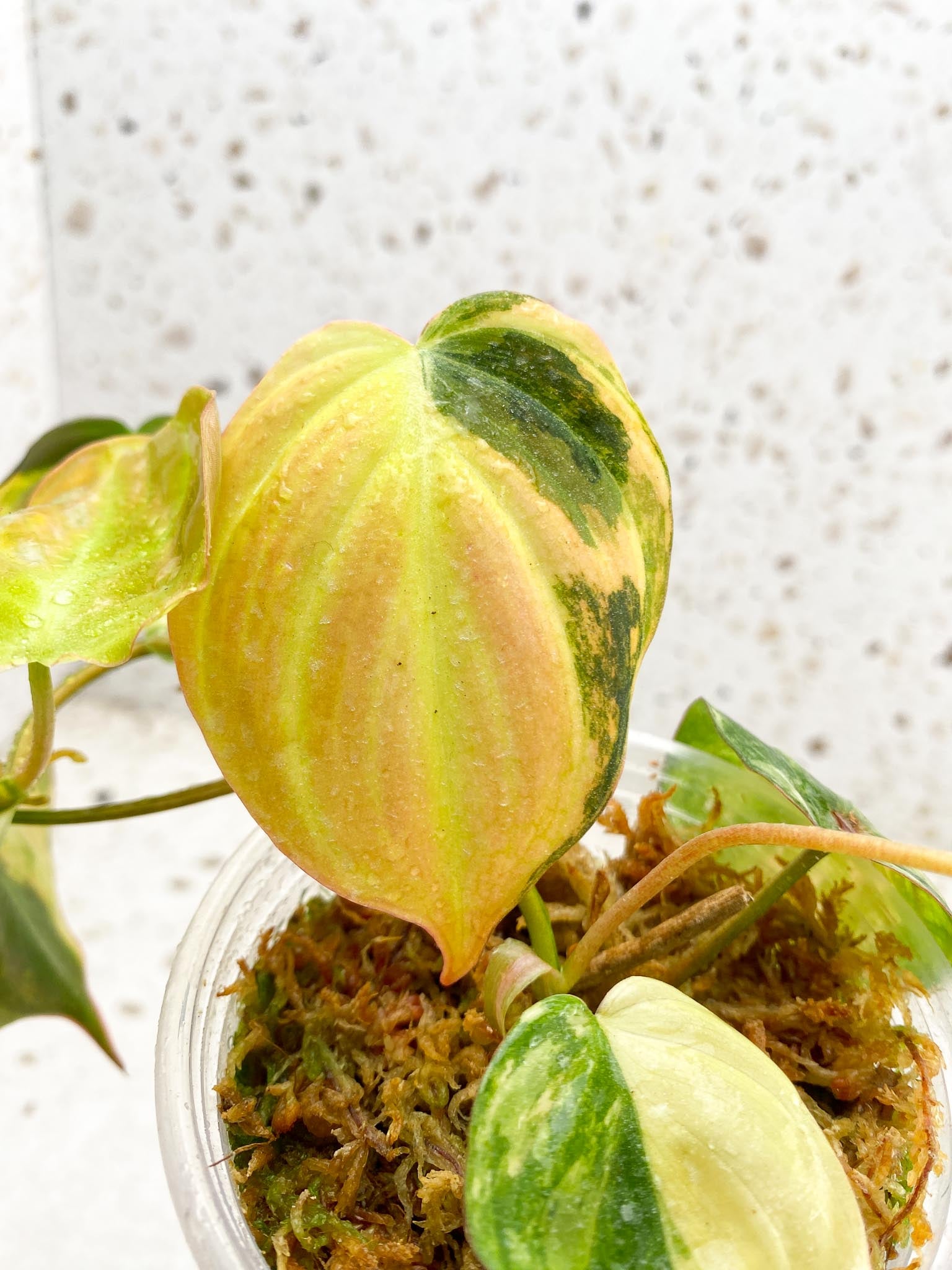 Philodendron Micans Variegated Multiple Leaves Multiple Nodes 1 Sprout Rooted