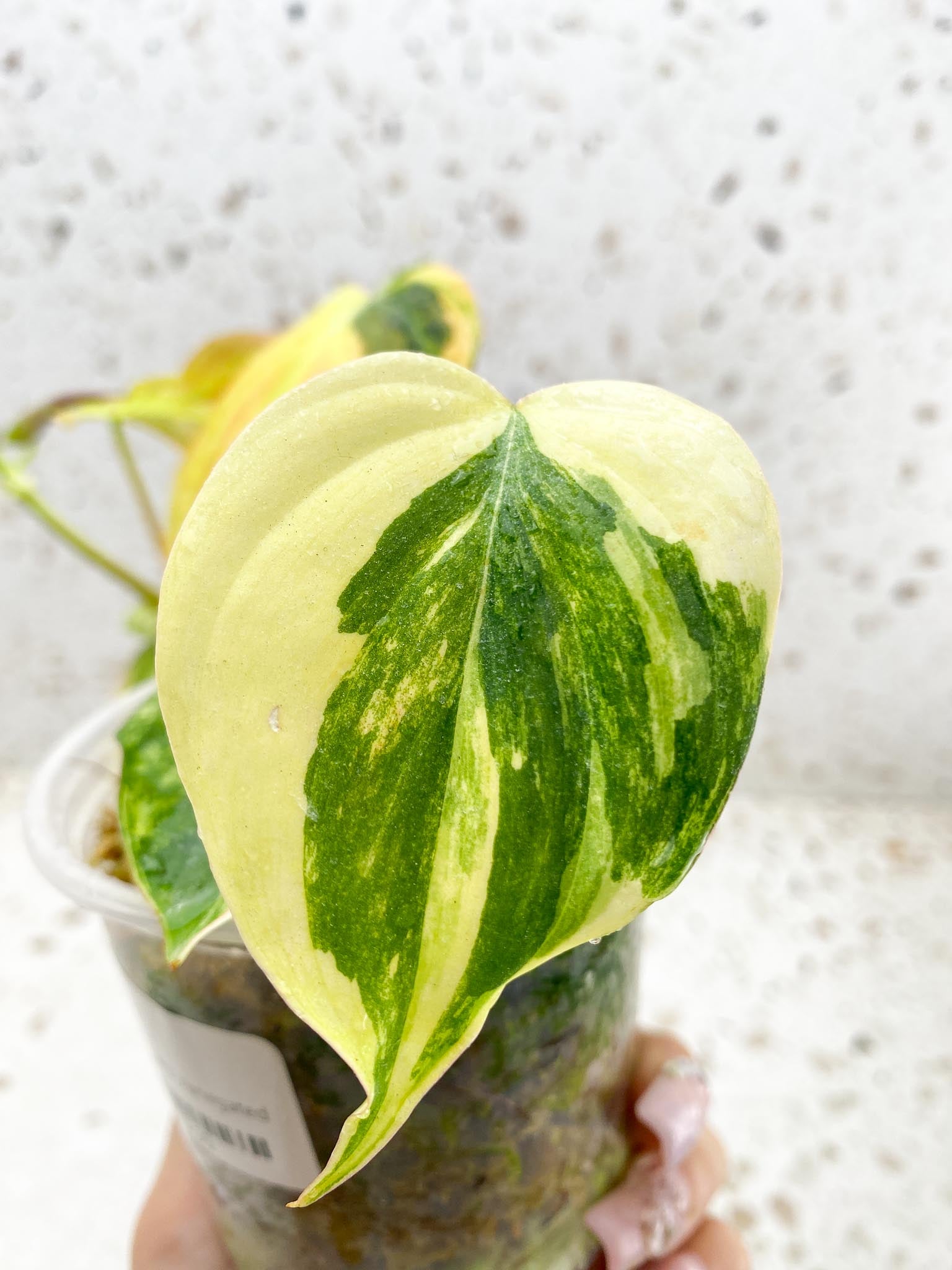 Philodendron Micans Variegated Multiple Leaves Multiple Nodes 1 Sprout Rooted