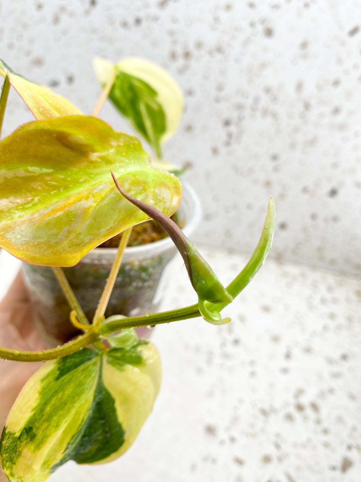 Philodendron Micans Variegated Multiple Leaves Multiple Nodes 1 Sprout Rooted