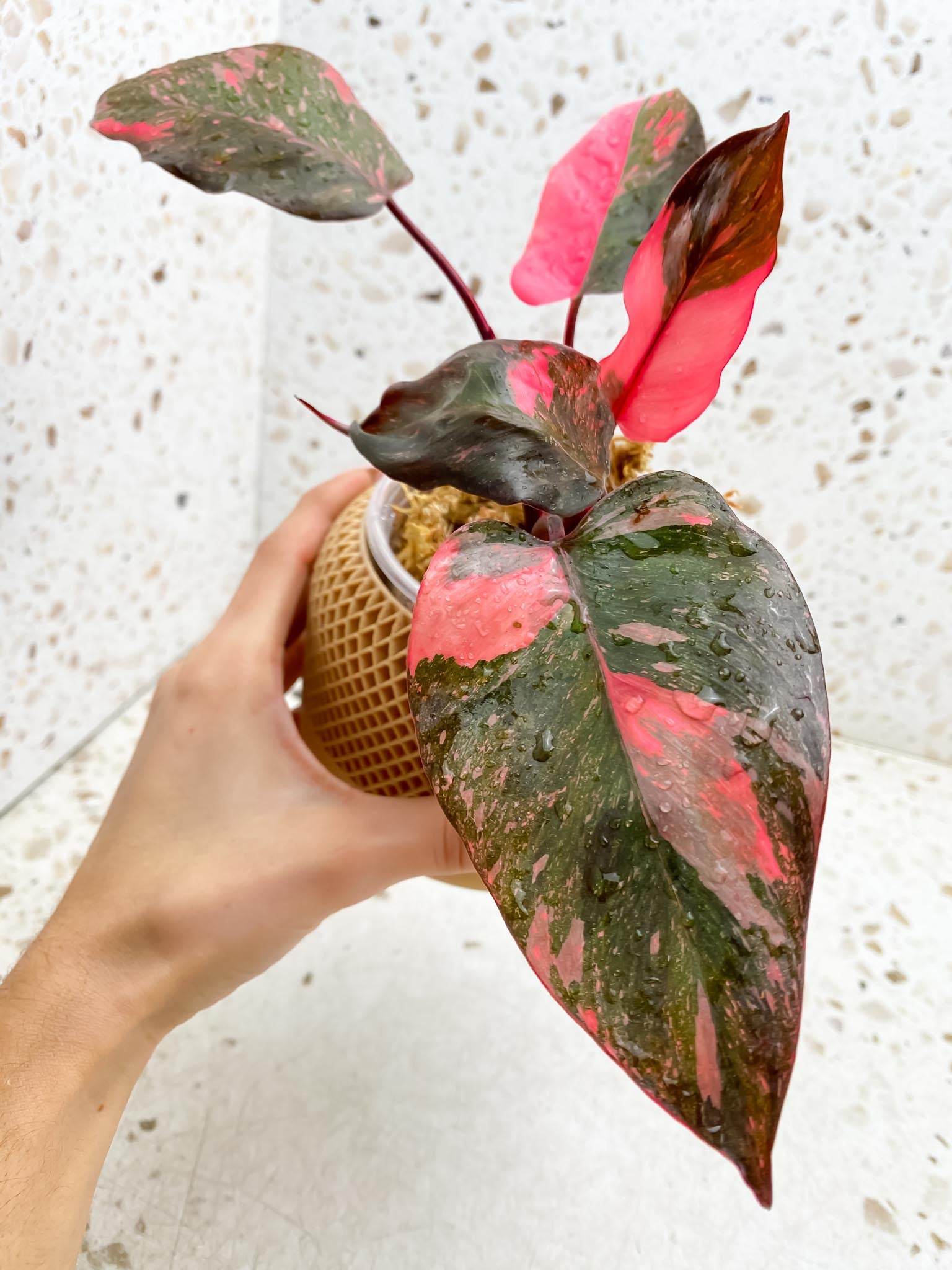 Philodendron Pink Princess Marble Galaxy 5 Leaves 5 Nodes Top Cutting Rooted