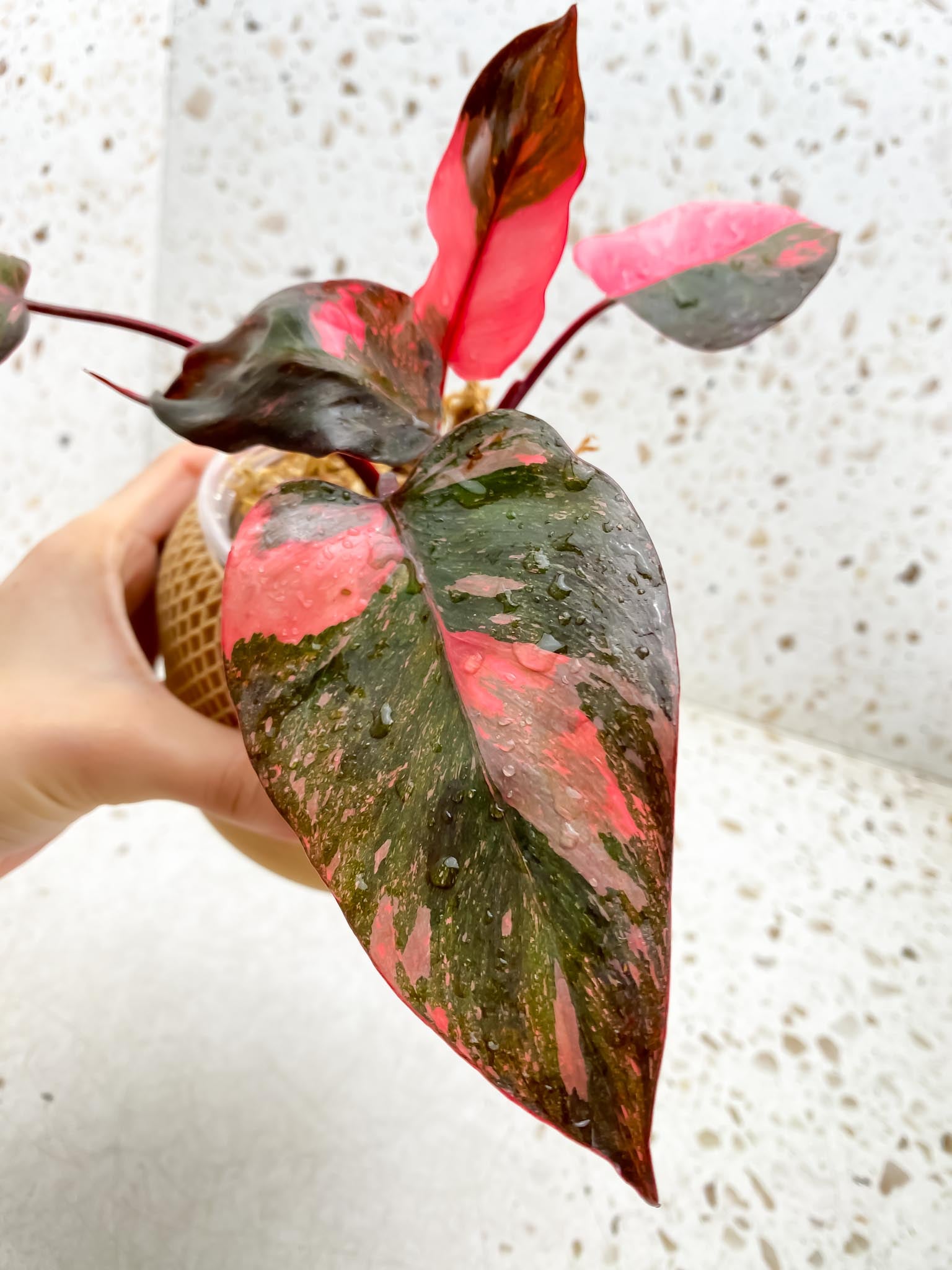 Philodendron Pink Princess Marble Galaxy 5 Leaves 5 Nodes Top Cutting Rooted