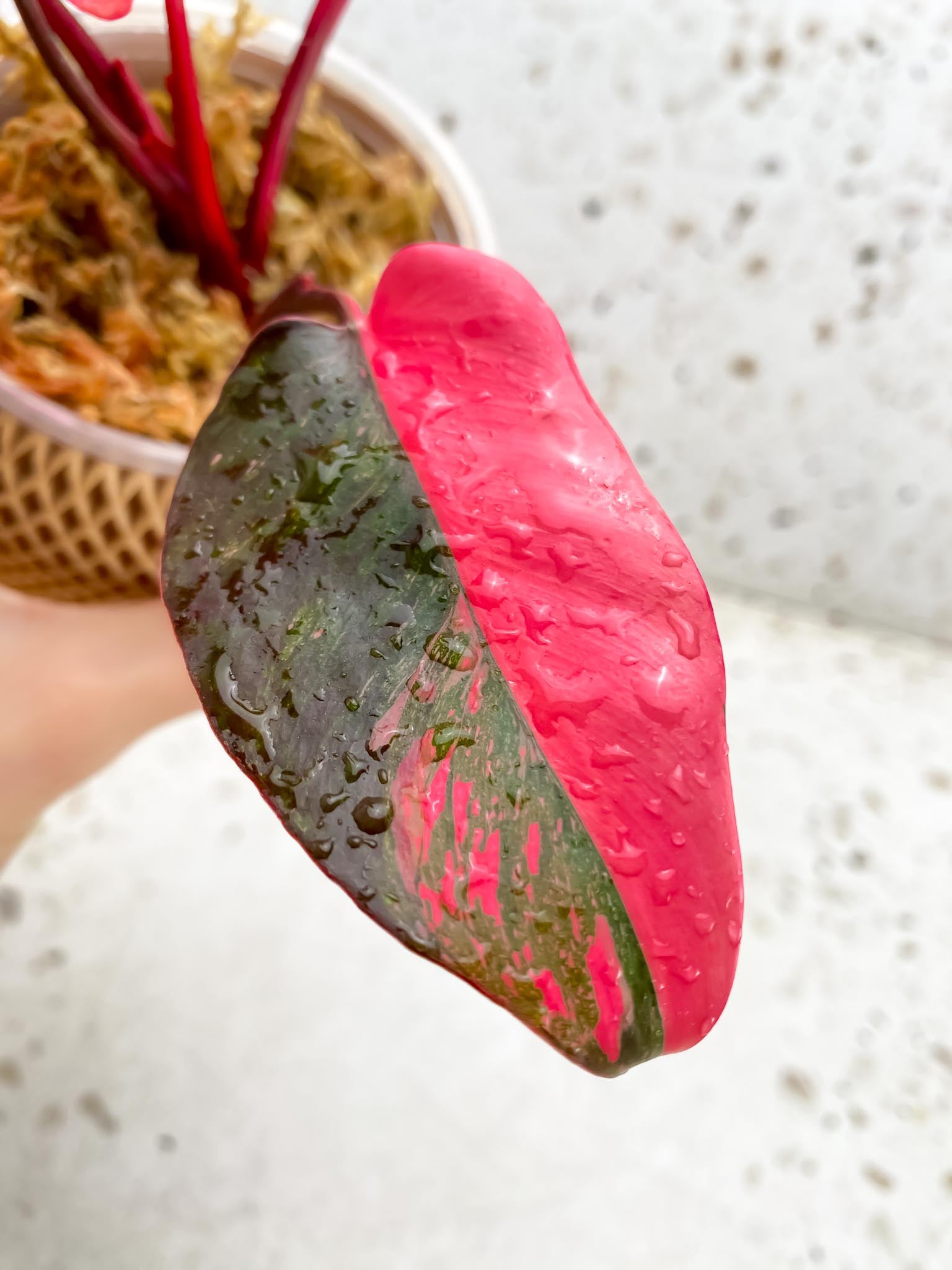 Philodendron Pink Princess Marble Galaxy 5 Leaves 5 Nodes Top Cutting Rooted